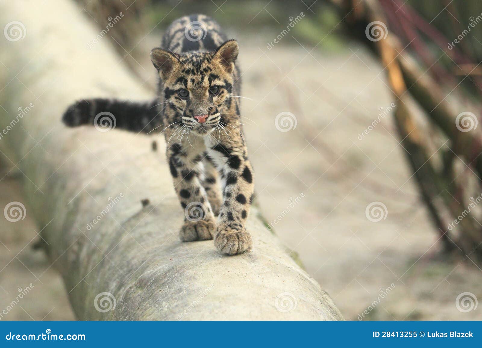clouded leopard juvenile