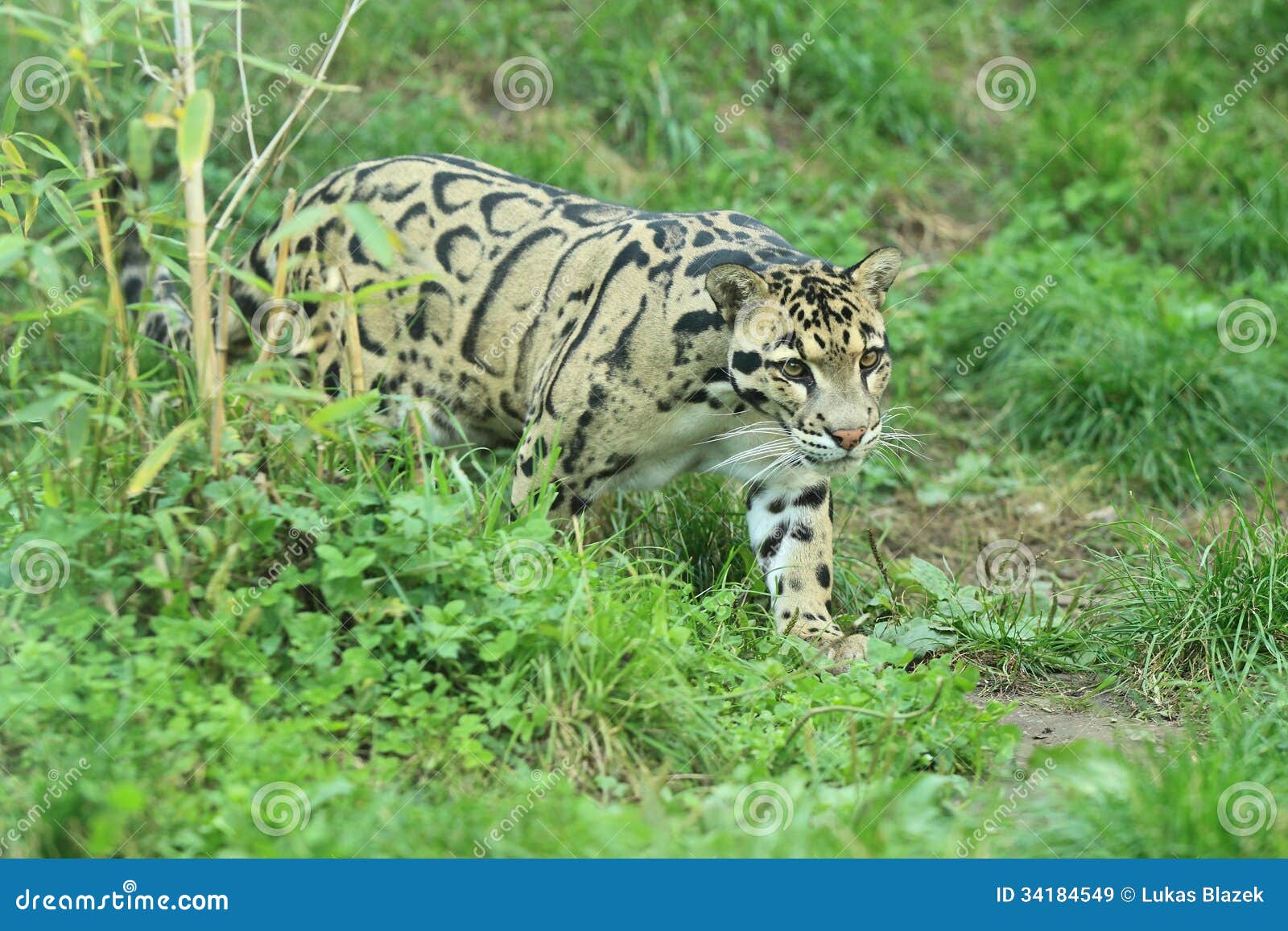 clouded leopard