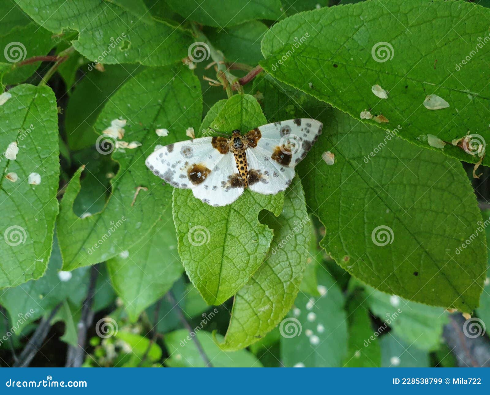 clouded magpie moth abraxas sylvata. distinctive insect in family geometridae, geometer moths, associated with elm