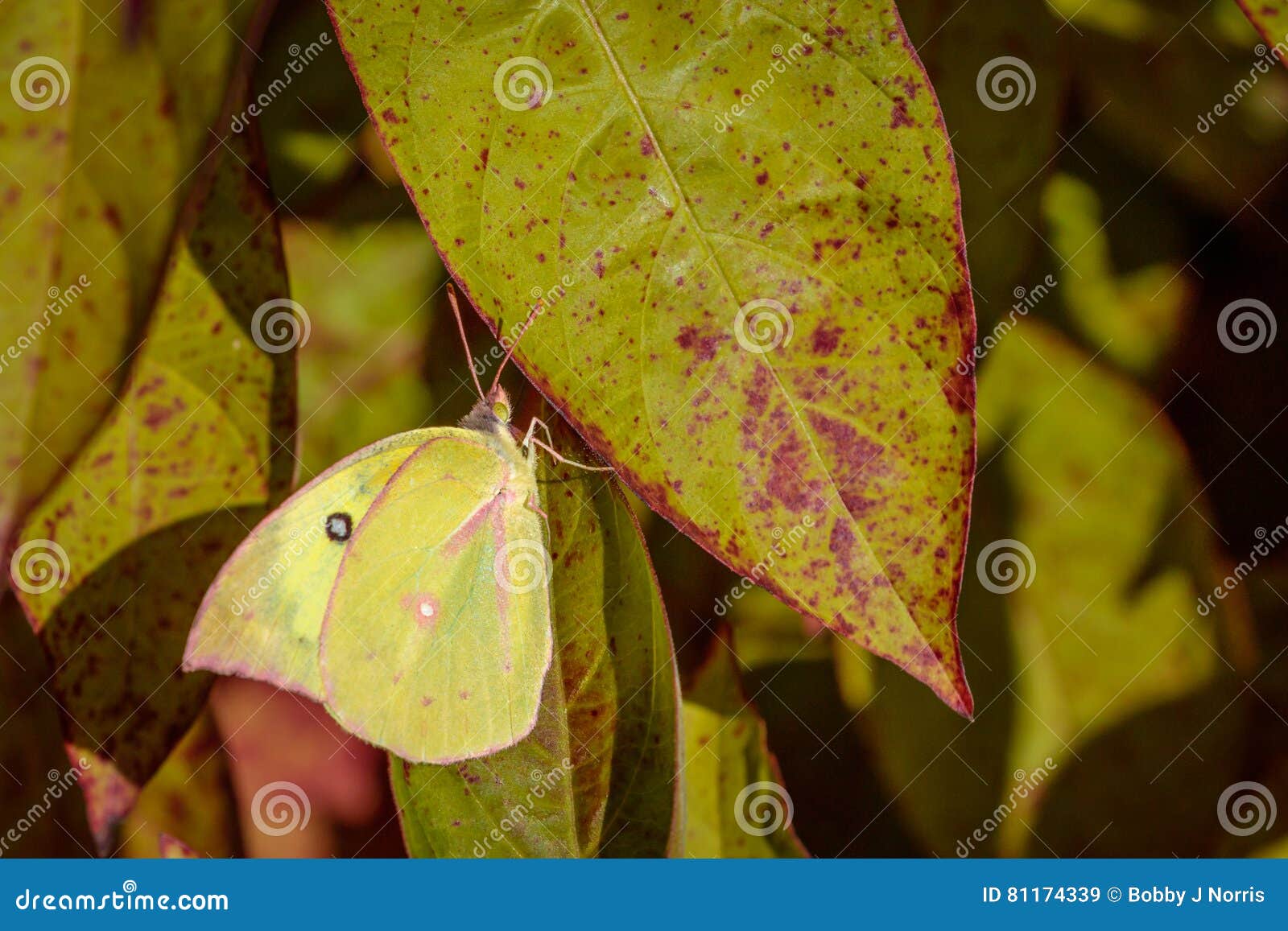 clouded sulphur butterfly on a fire bush
