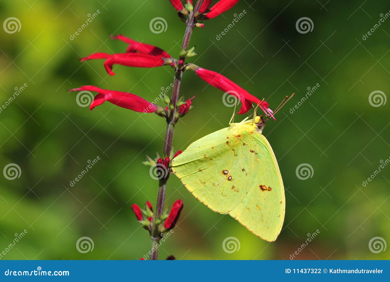 Clouded Yellow Butterfly stock photo. Image of garden 11437322