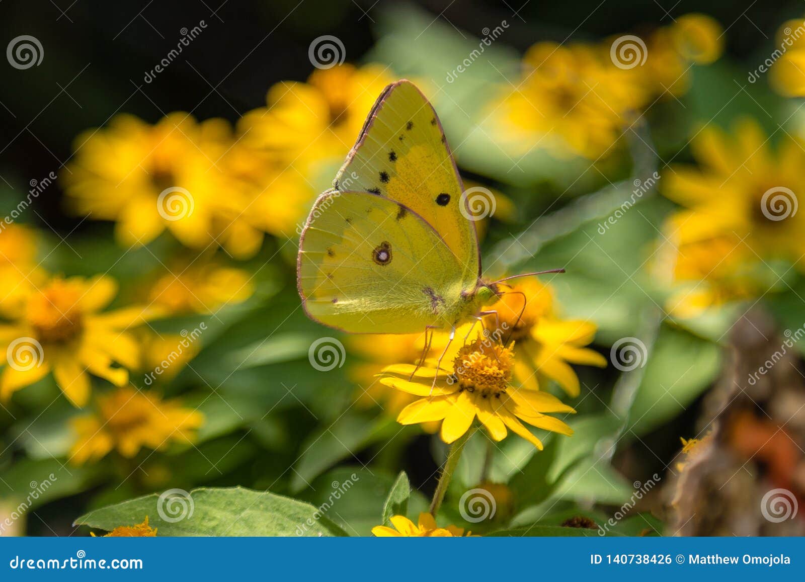 cloudless sulphur butterfly feeding on yellow flower