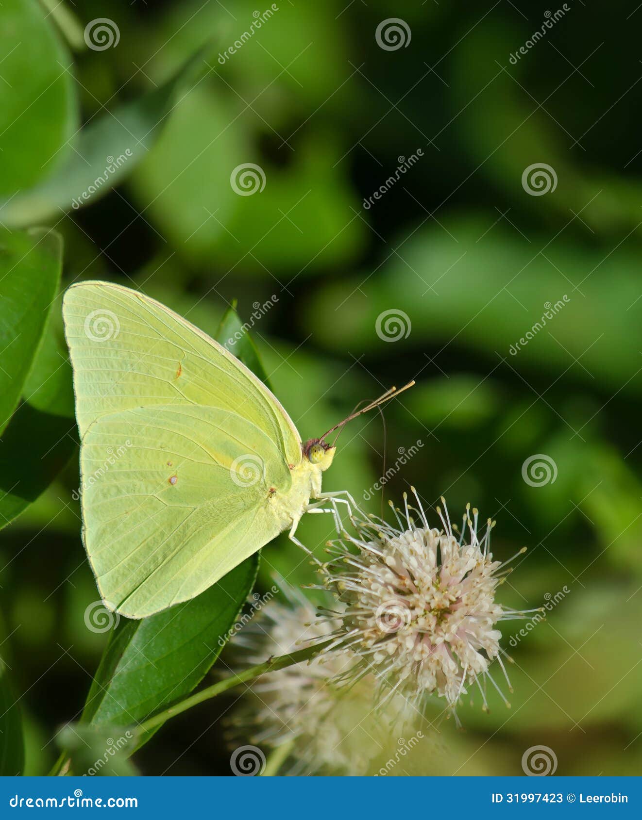 cloudless sulphur butterfly (phoebis sennae)