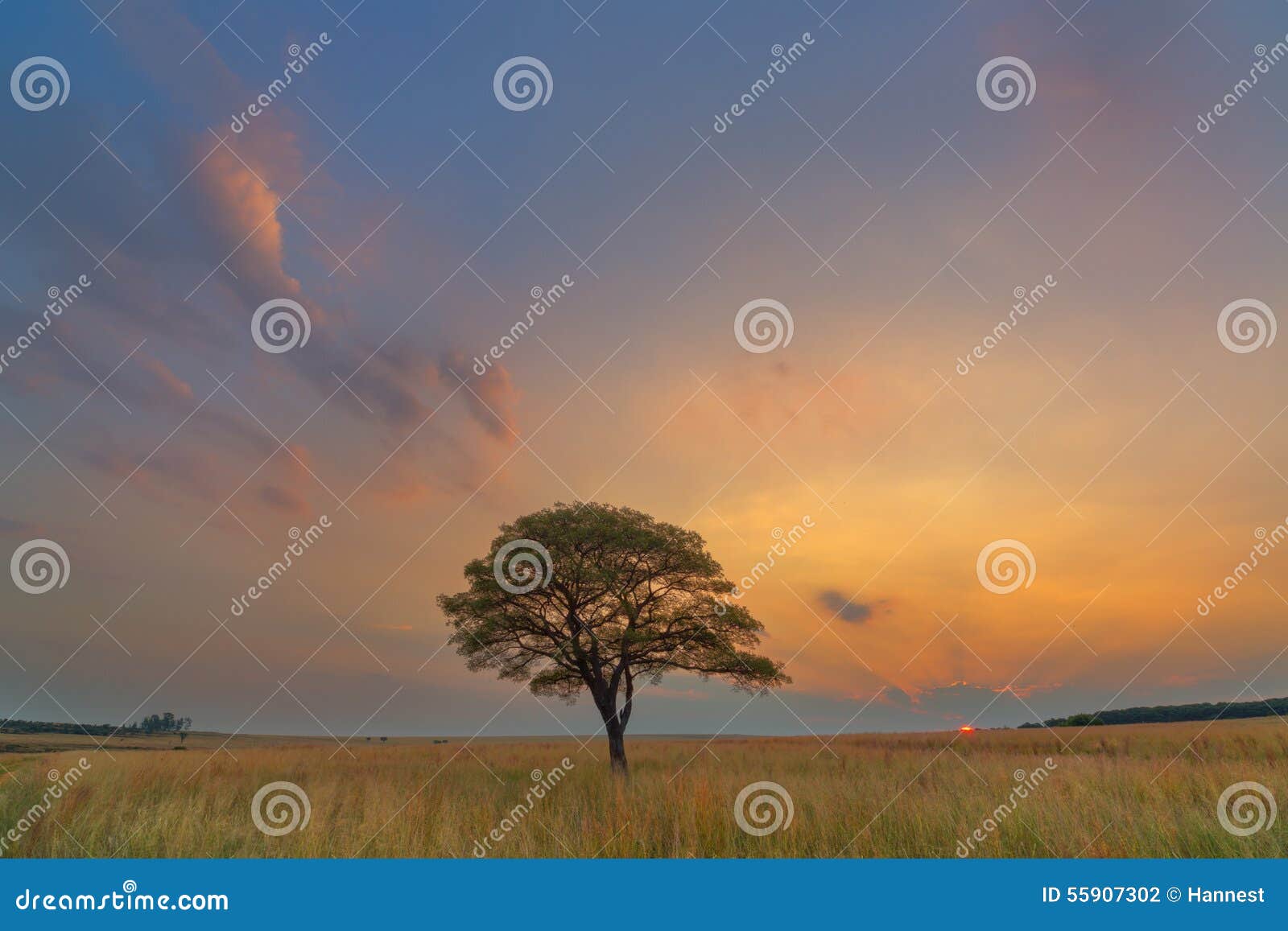 clouds and sunset in harmony with the tree