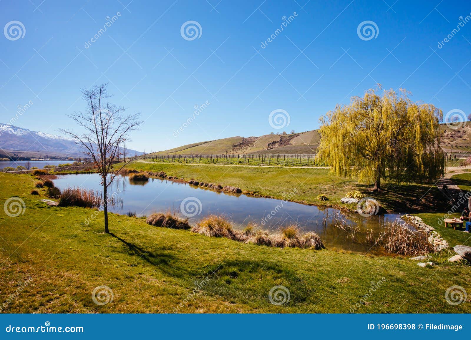 Cloudy Bay Winery in New Zealand Stock Photo - Image of plant, vineyard:  196698398