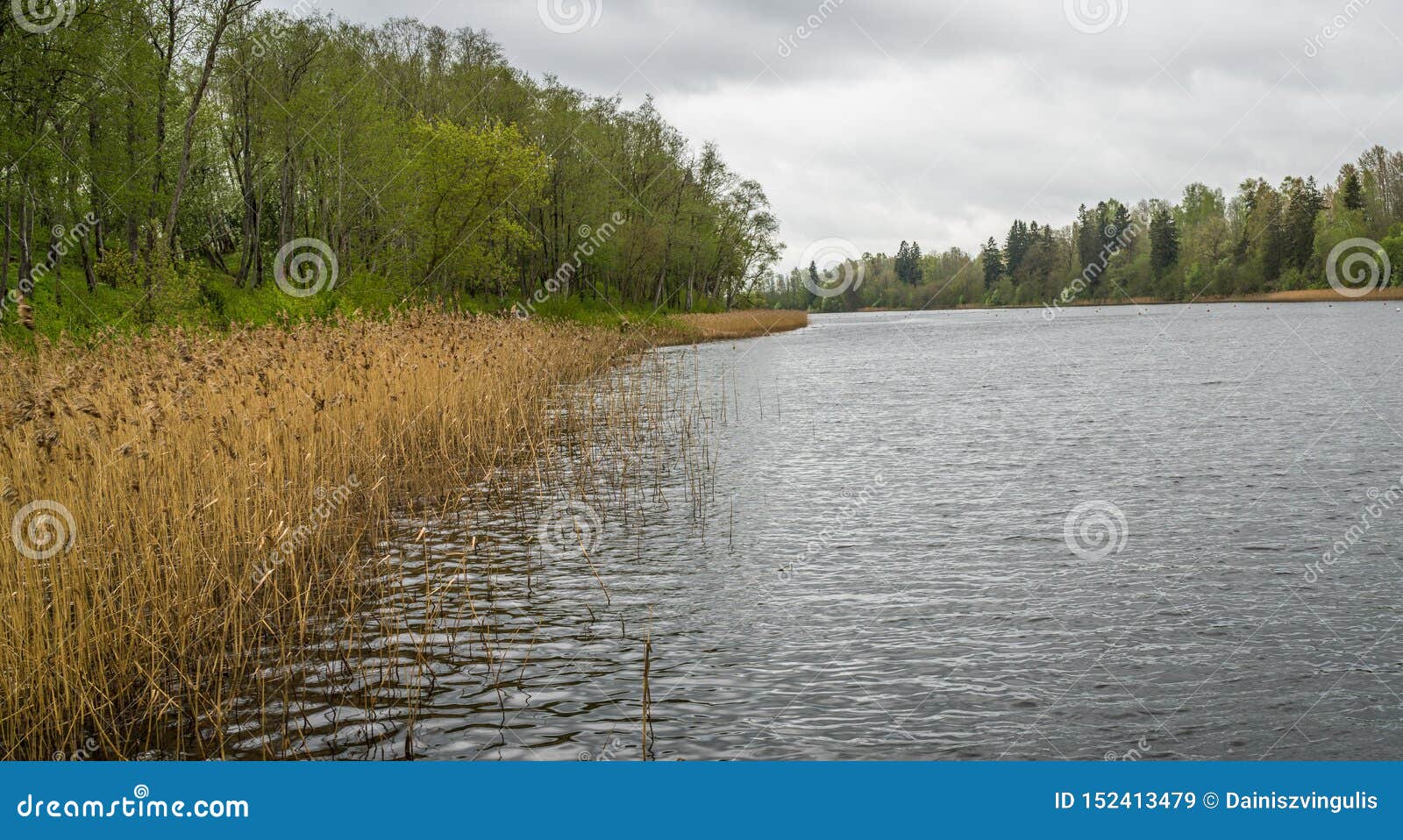 River bank with reeds stock image. Image of reeds, grass - 152413479