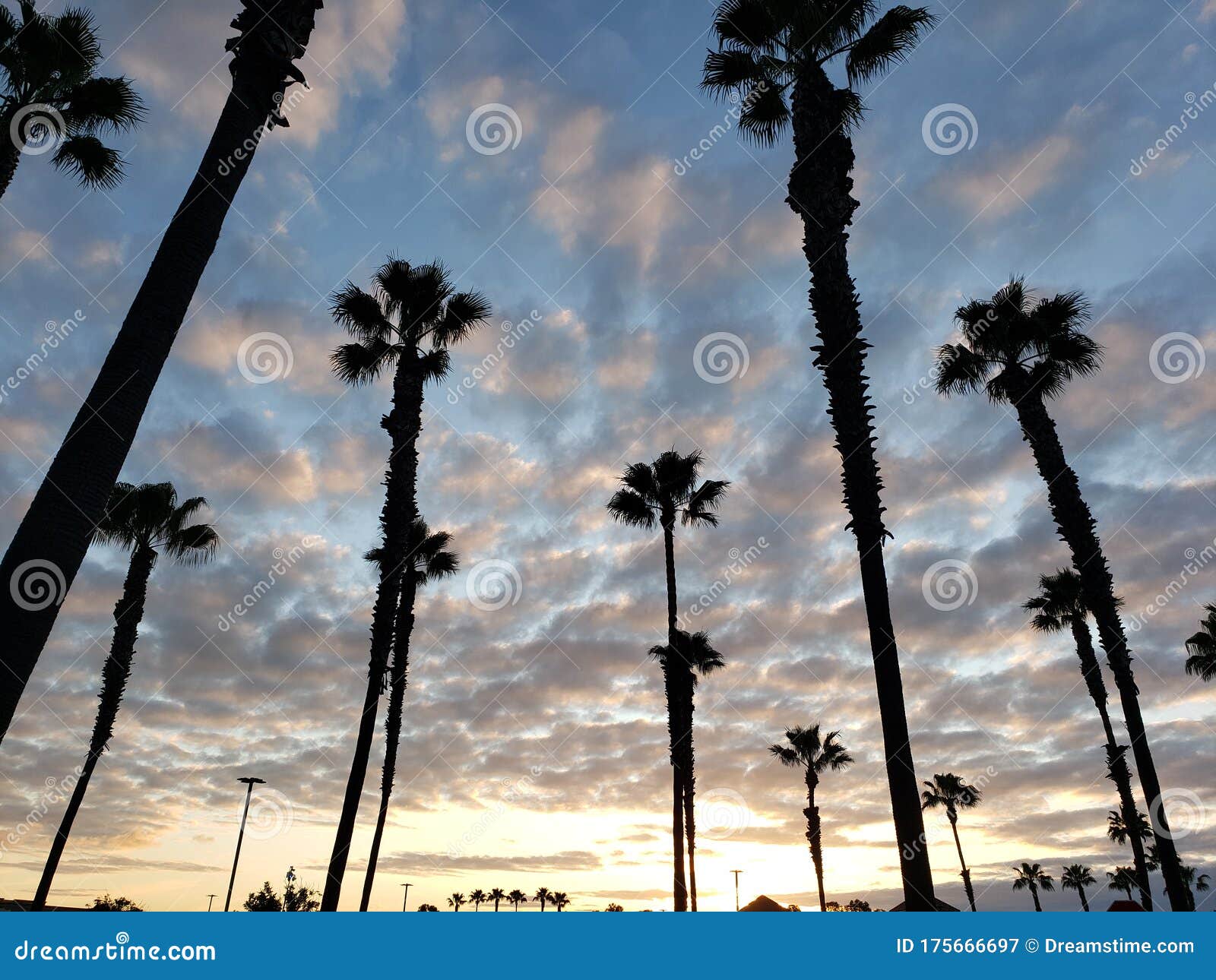 Cloudy Day Giant Palm Trees Beautiful Sunset Stock Image - Image of ...