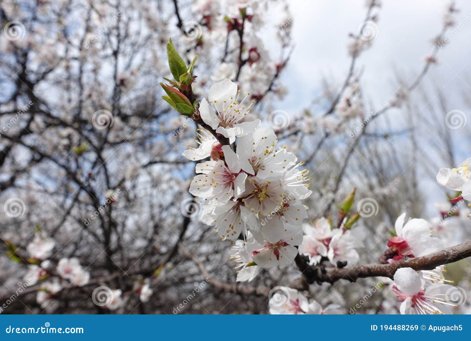 Cloudy Sky And Blossoming Branches Of Apricot In April Stock Image Image Of Branch Fruit Cloudy Sky And Blossoming Branches Of Apricot In April Stock Image Image Of Branch Fruit