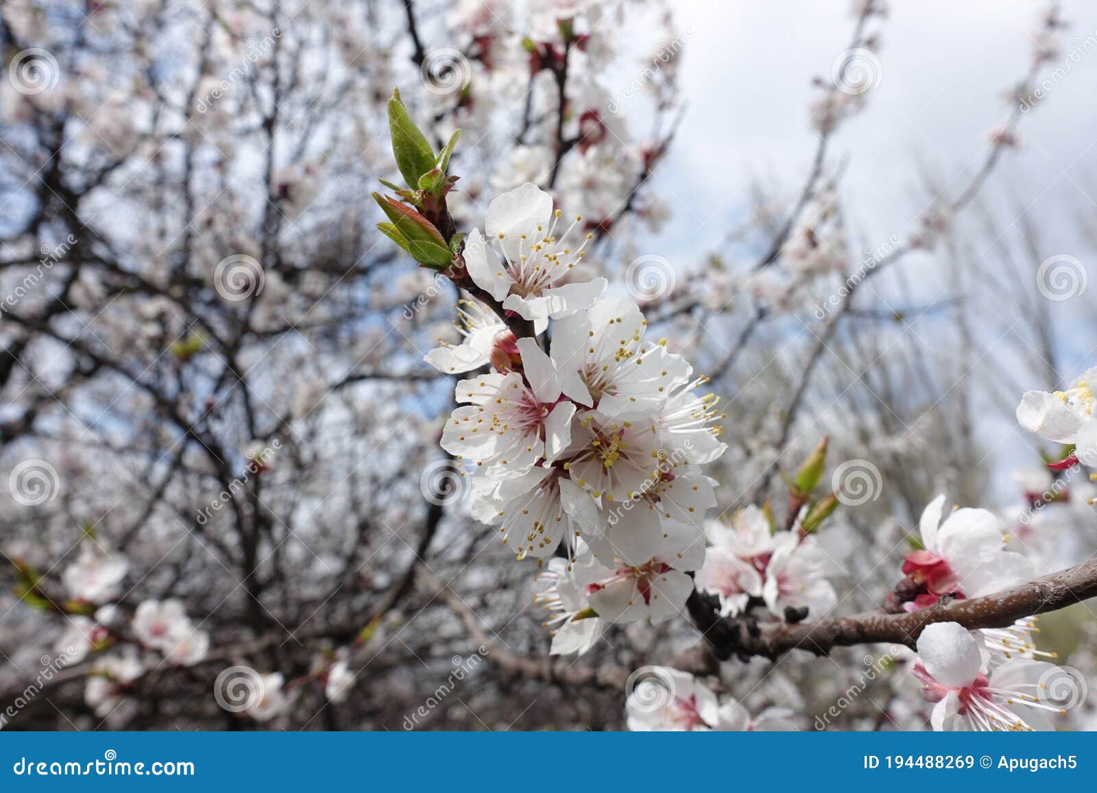 Cloudy Sky And Blossoming Branches Of Apricot In April Stock Image Image Of Branch Fruit