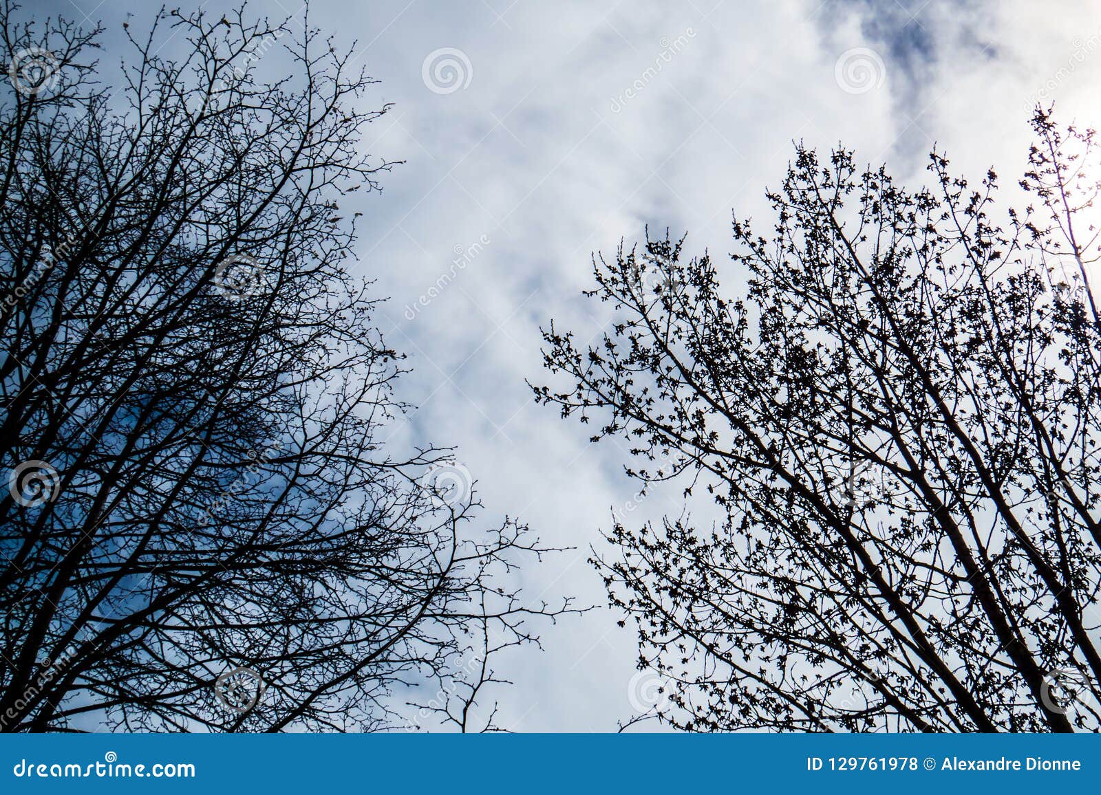 Cloudy Sky and Leafless Spring Trees Stock Photo - Image of silhouette ...