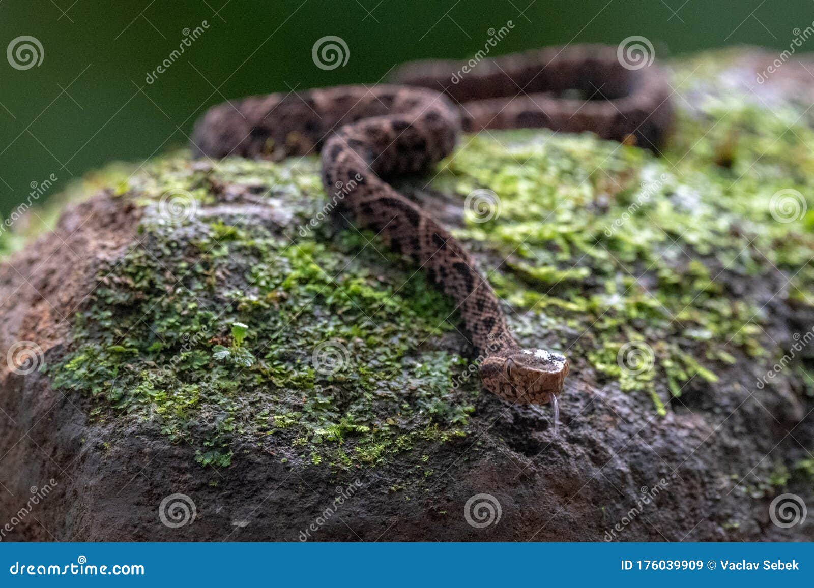 cloudy snail sucker, sibon nebulatus