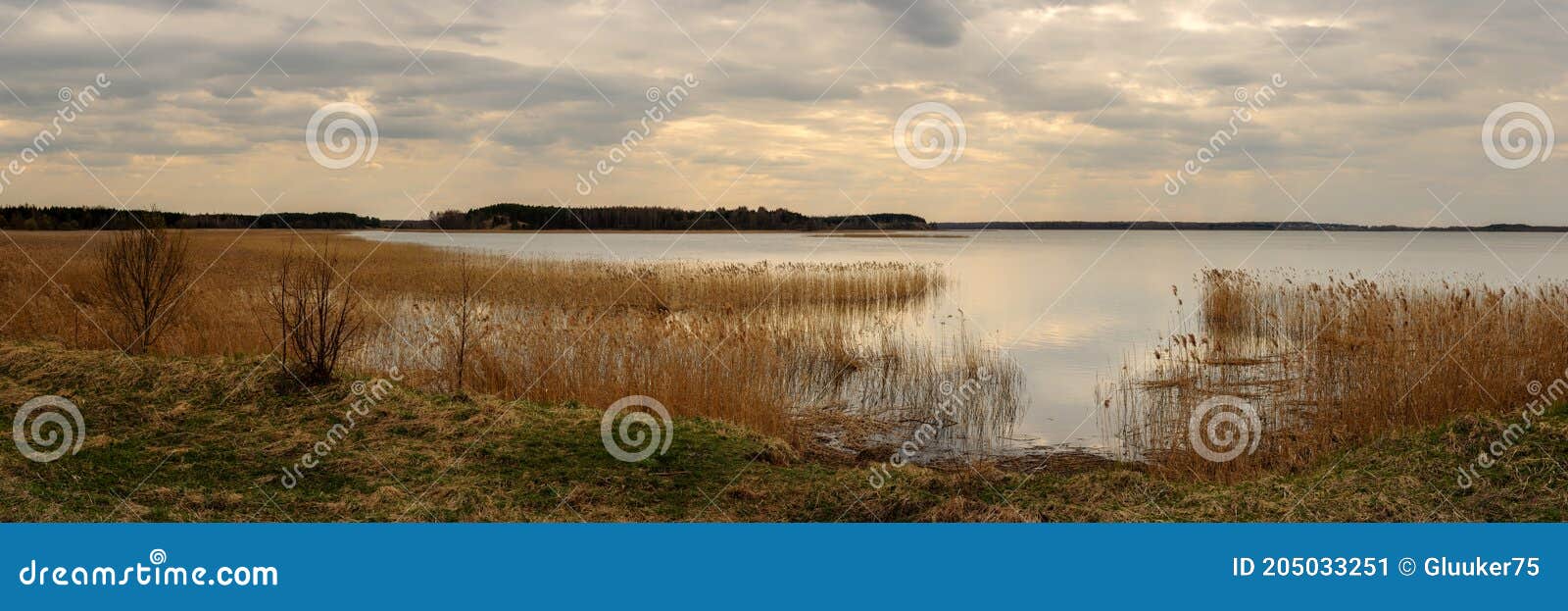 cloudy spring day. wide panoramic view from the grassy coast to a large calm lake with coastal reeds and the opposite shore under