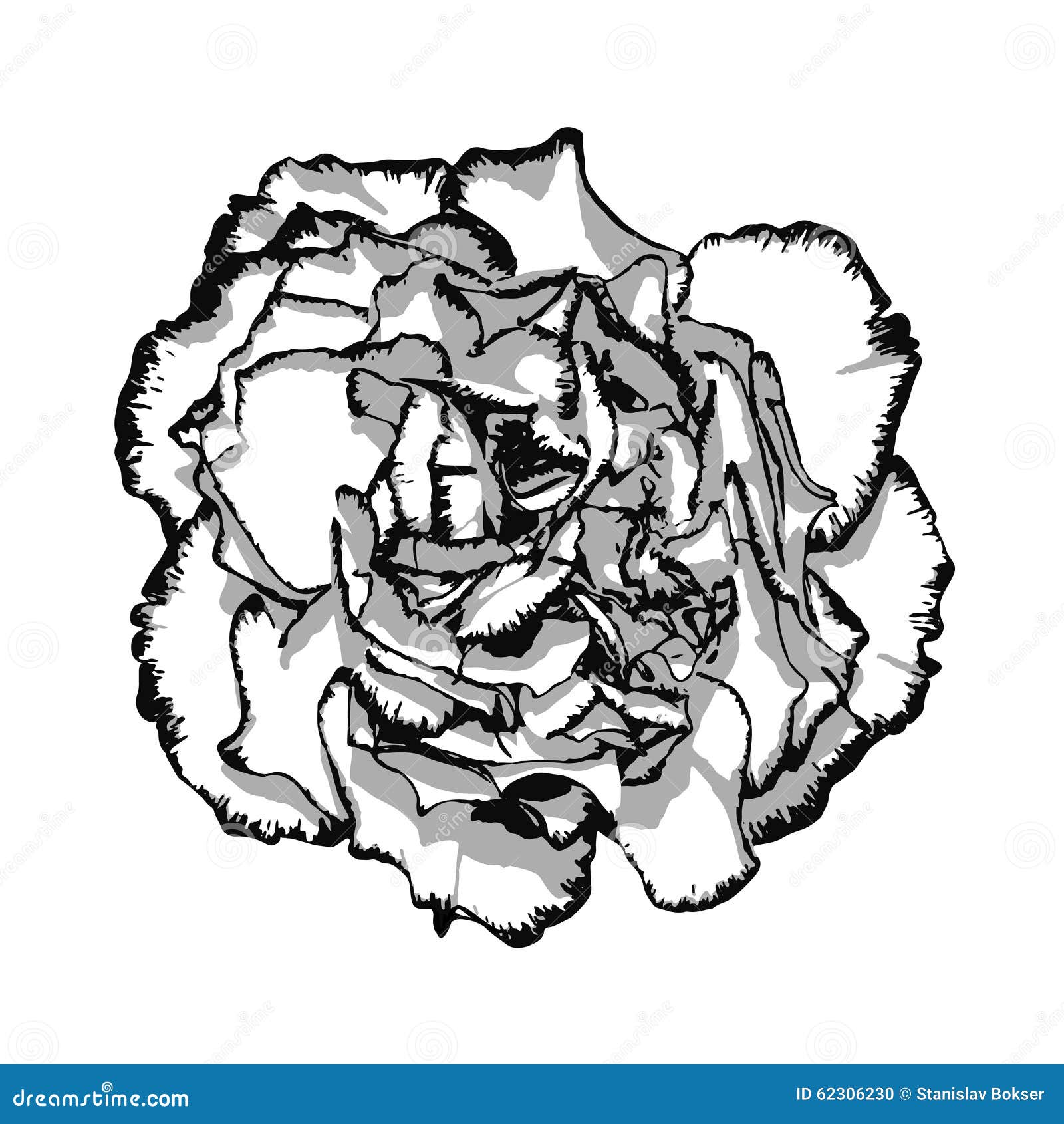 Clove Flower With Edging Black And White Stock Vector Illustration of bloom, leaf 62306230