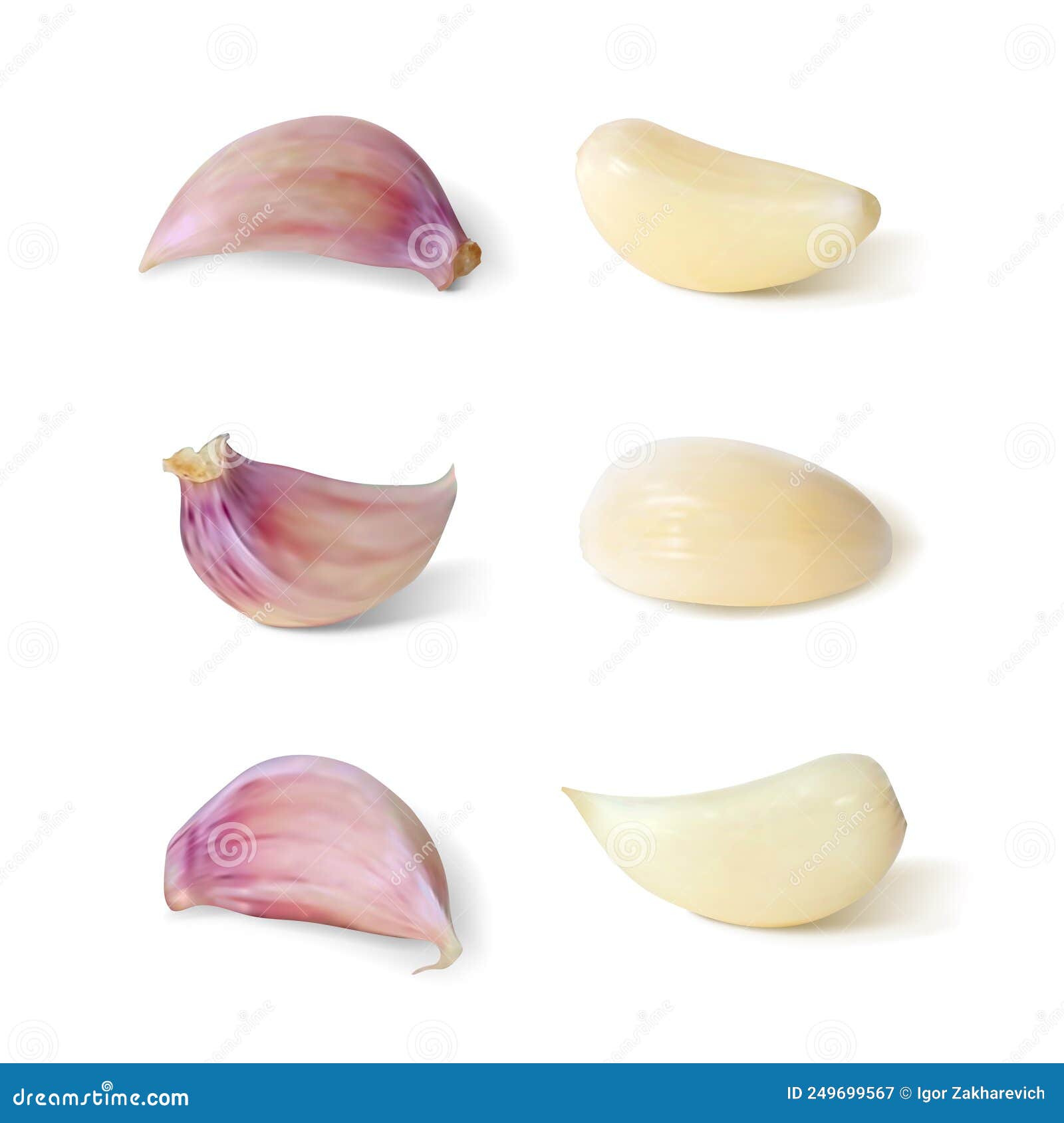 Clove of Garlic. Isolated Vector Stock Illustration Illustration of