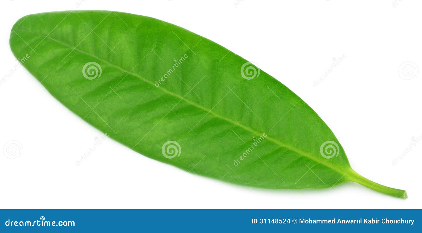 Clove leaf stock photo. Image of plant, aroma, macro 31148524