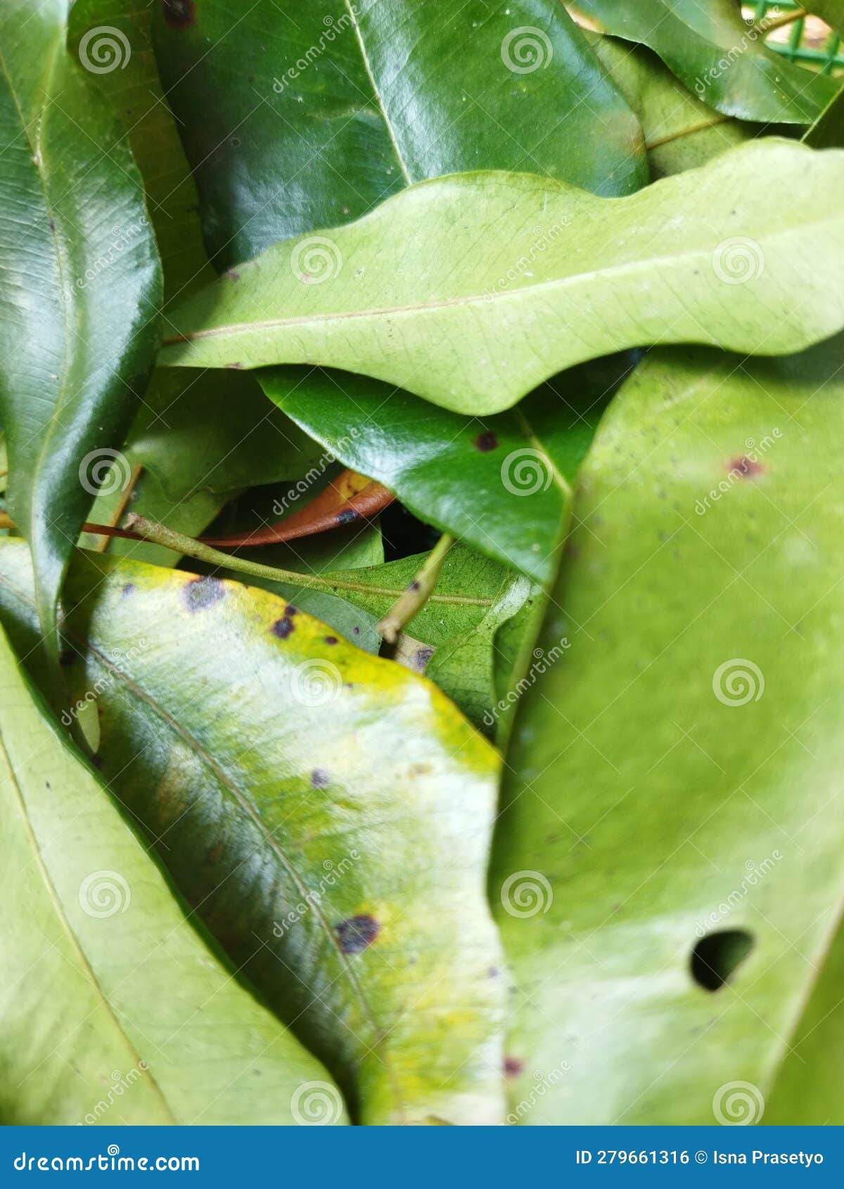 Clove Leaves are Picked in the Process of Picking Cloves Stock Photo Image of picking, picked