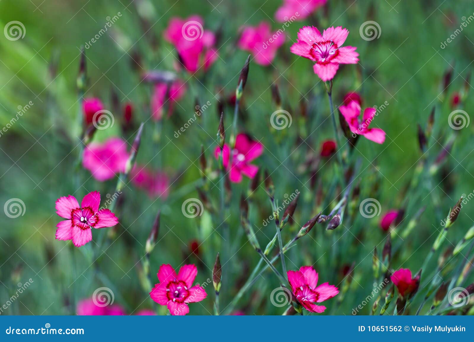 Clove Pink Stock Photography 21581654