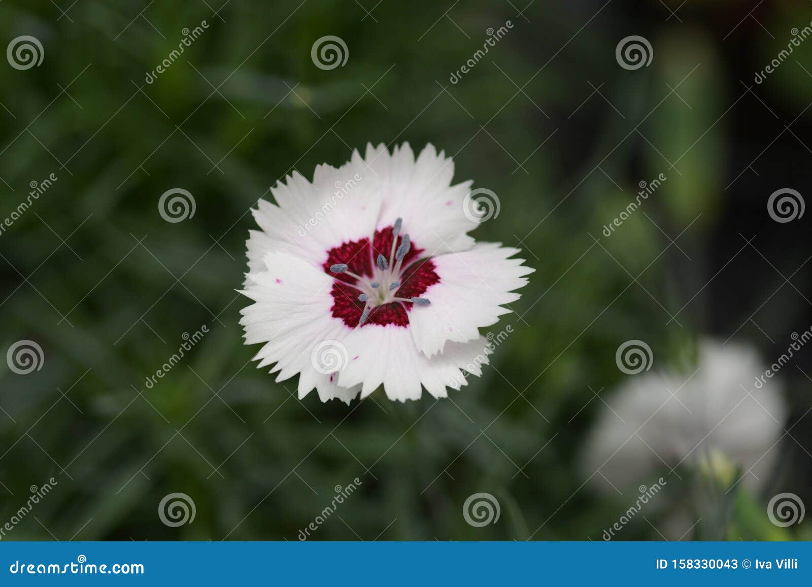 Clove pink stock image. Image of purple, pink, summer 158330043