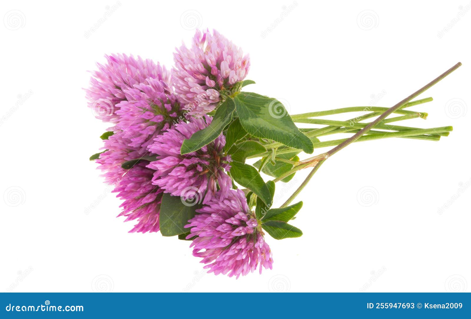 Clover flower isolated stock image. Image of green, medicine 255947693
