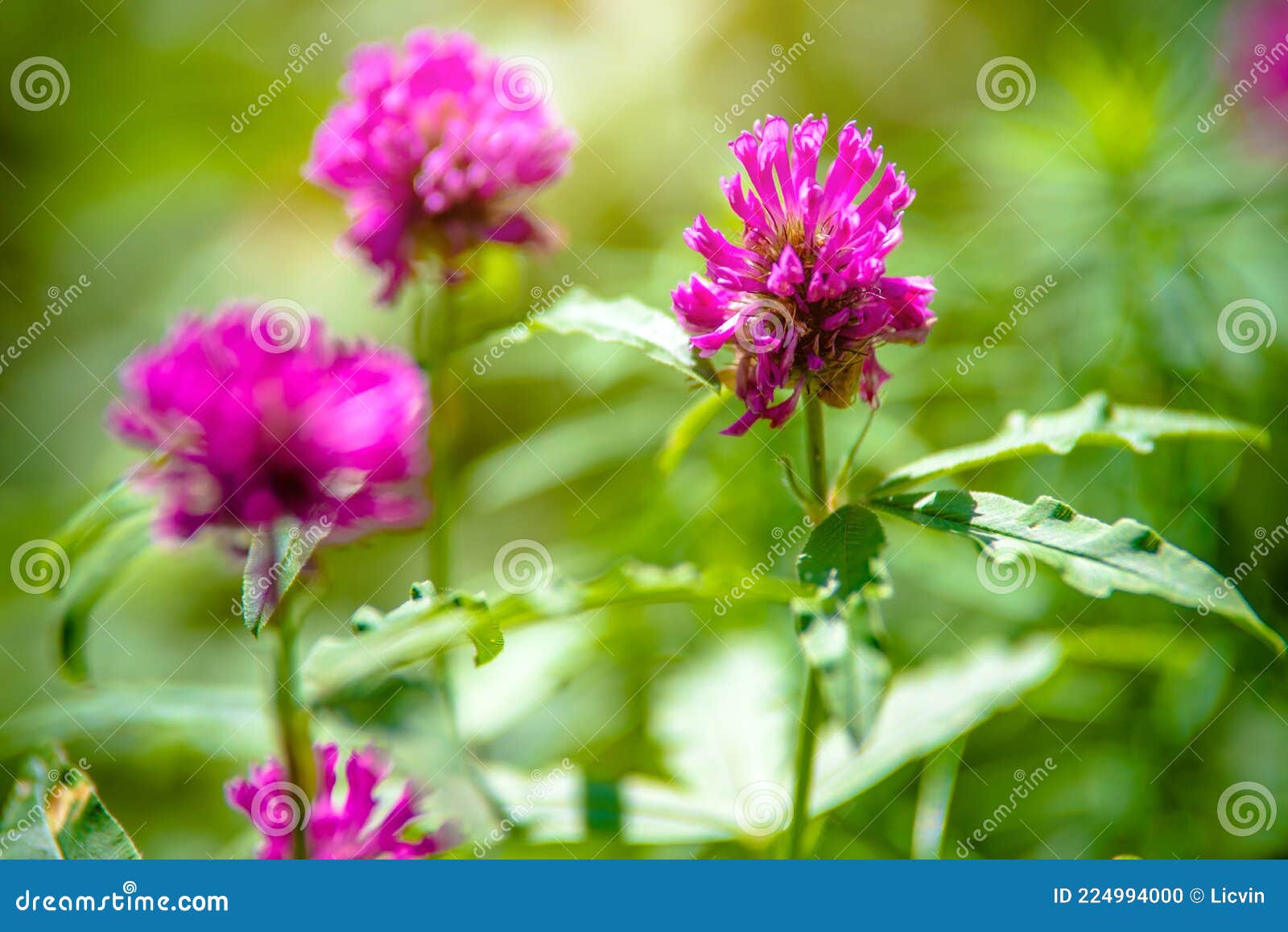 Clover Flowers Grow in the Garden Stock Photo Image of garden, meadow
