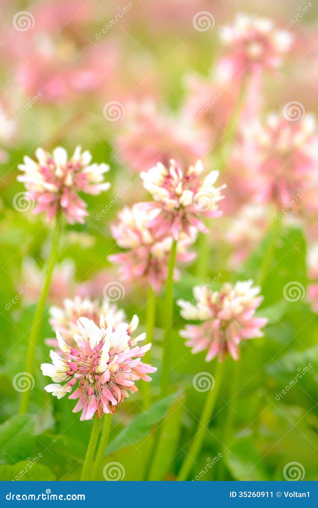Clover flowers stock image. Image of lush, botany, meadow 35260911