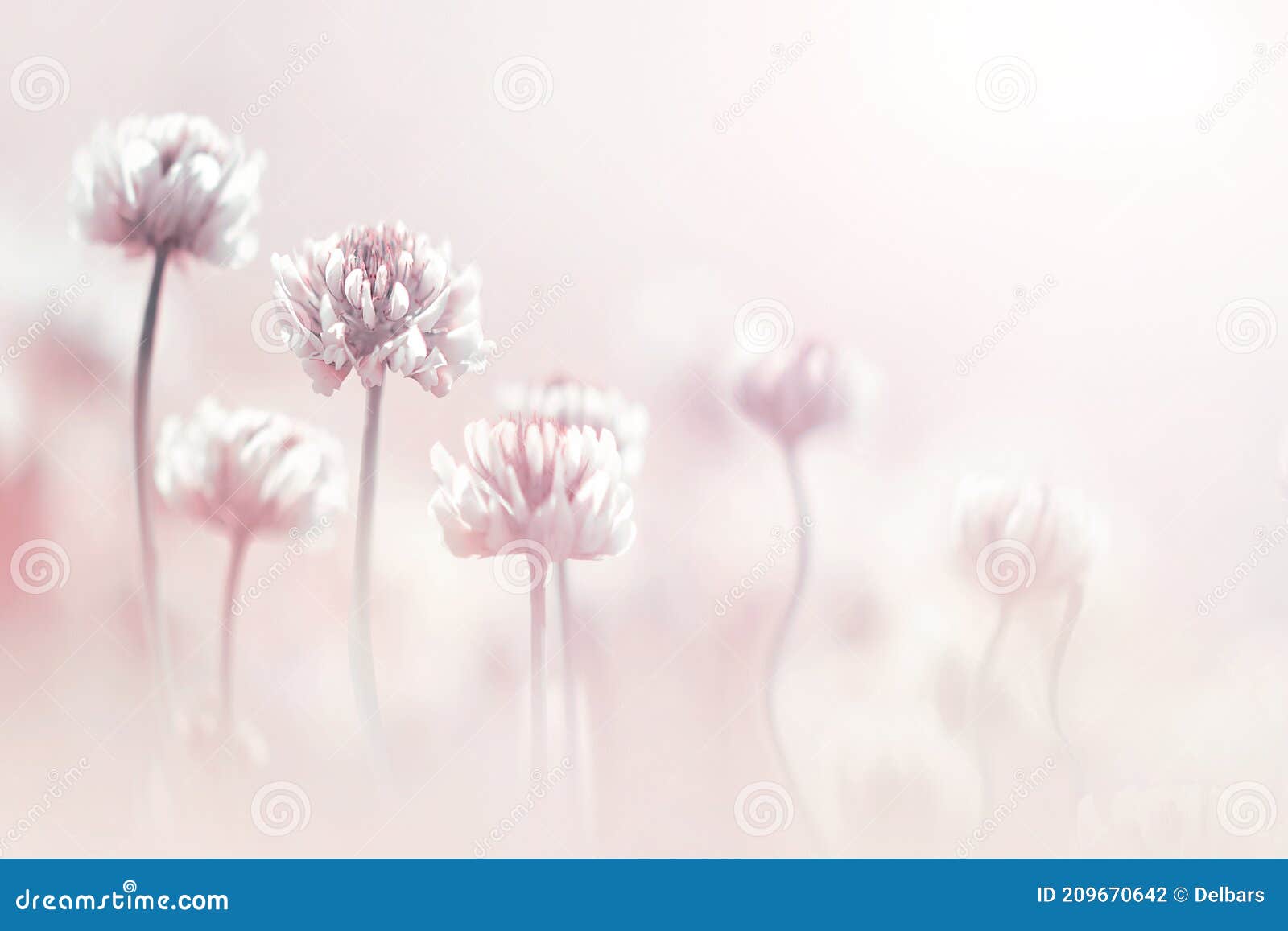 clover flowers in pastel colore. spring summer blur background.