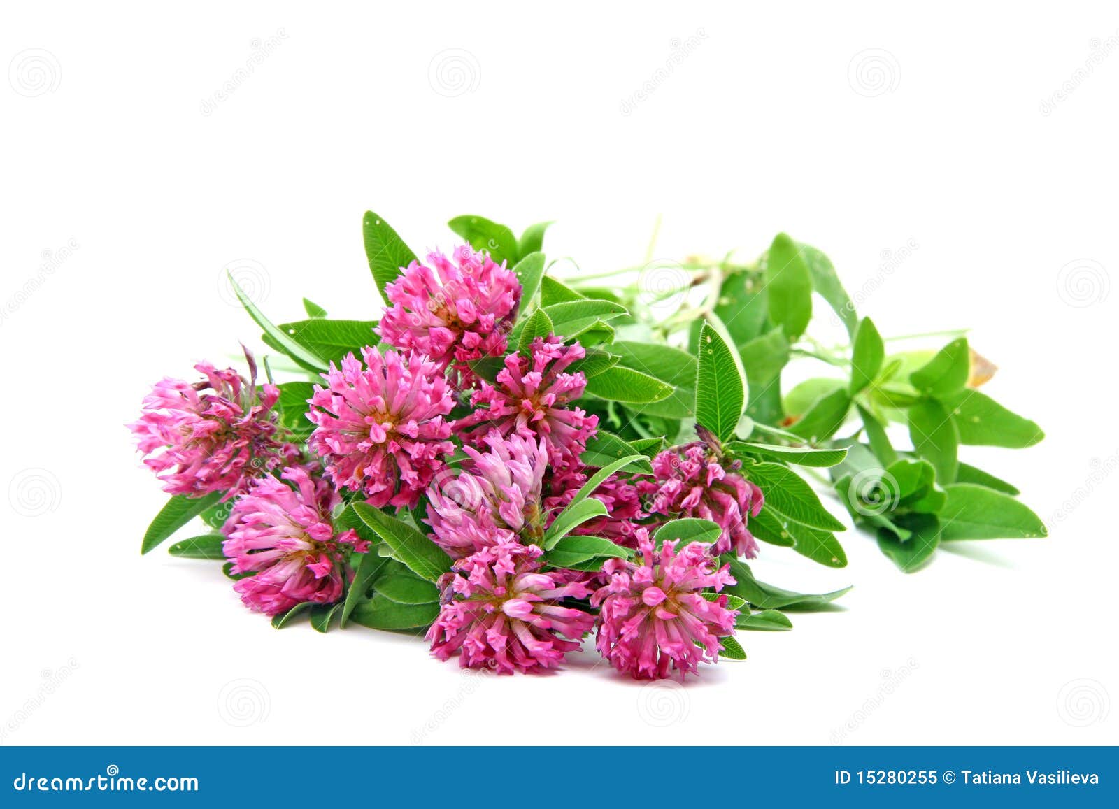 clover flowers trefoil