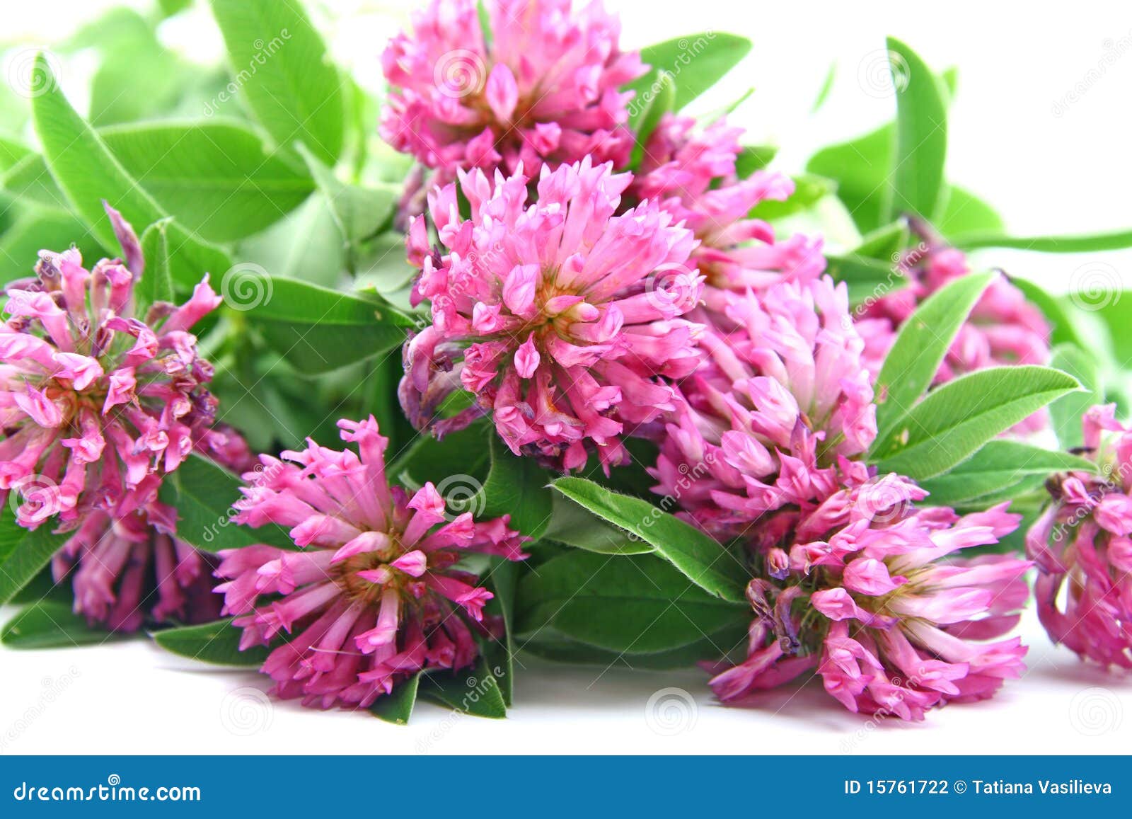 clover flowers trefoil