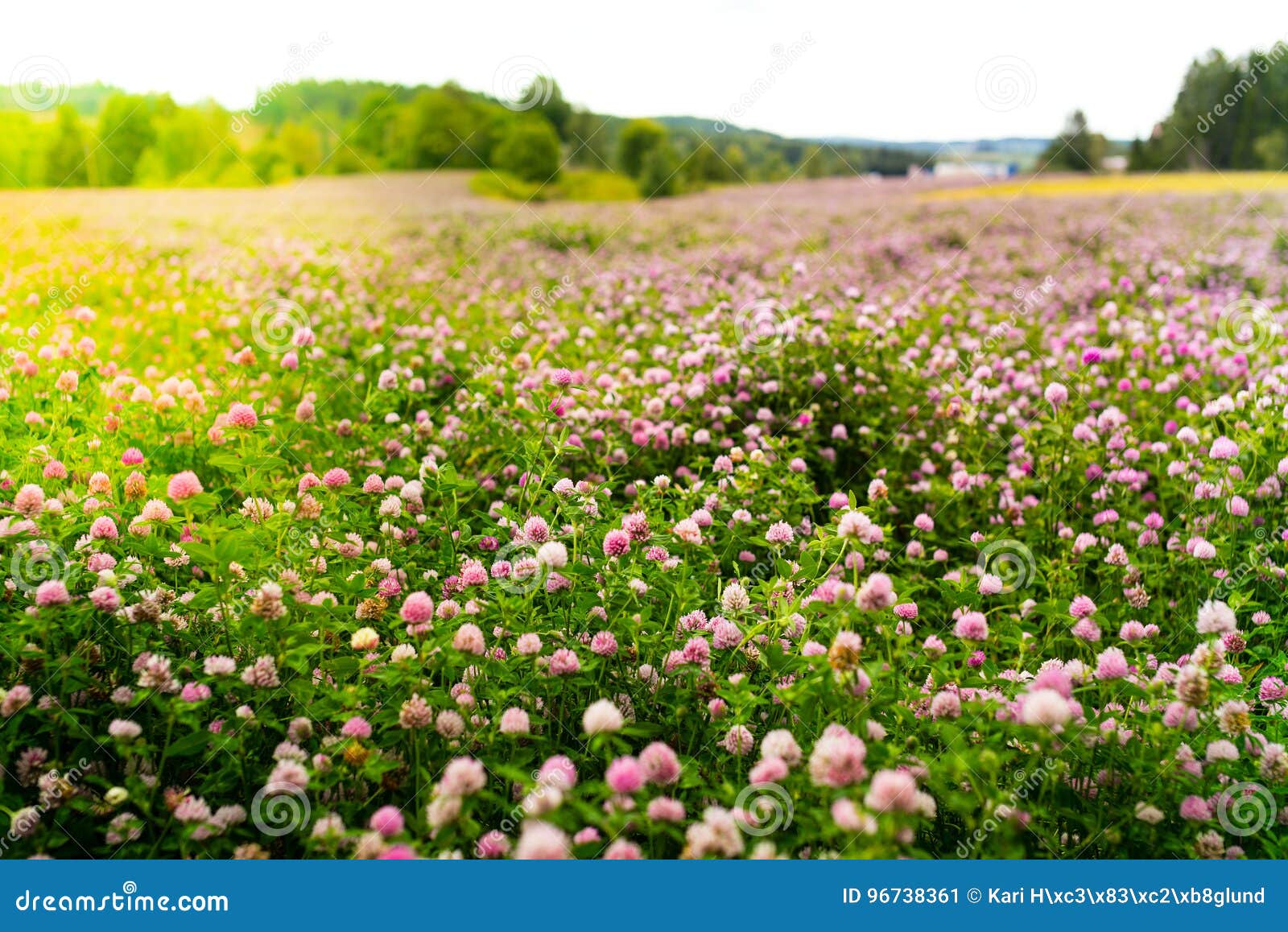 clover flowers, trifolium pratense, outside in a field