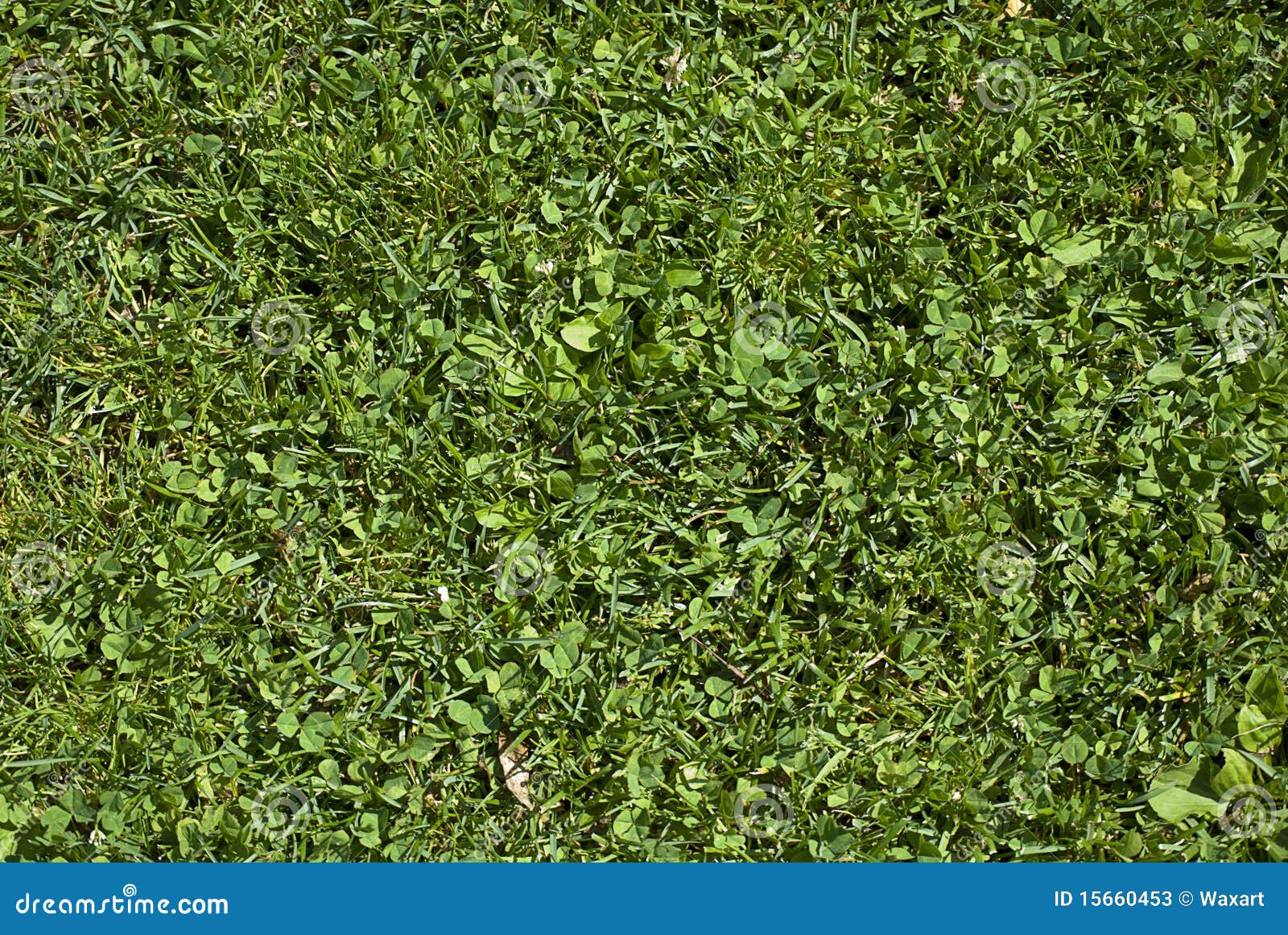 Clover grass stock image. Image of field, green, meadow 15660453