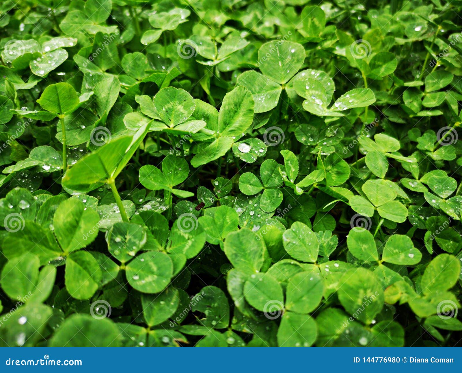 Clover Green Leaves Background Stock Photo Image of leaves