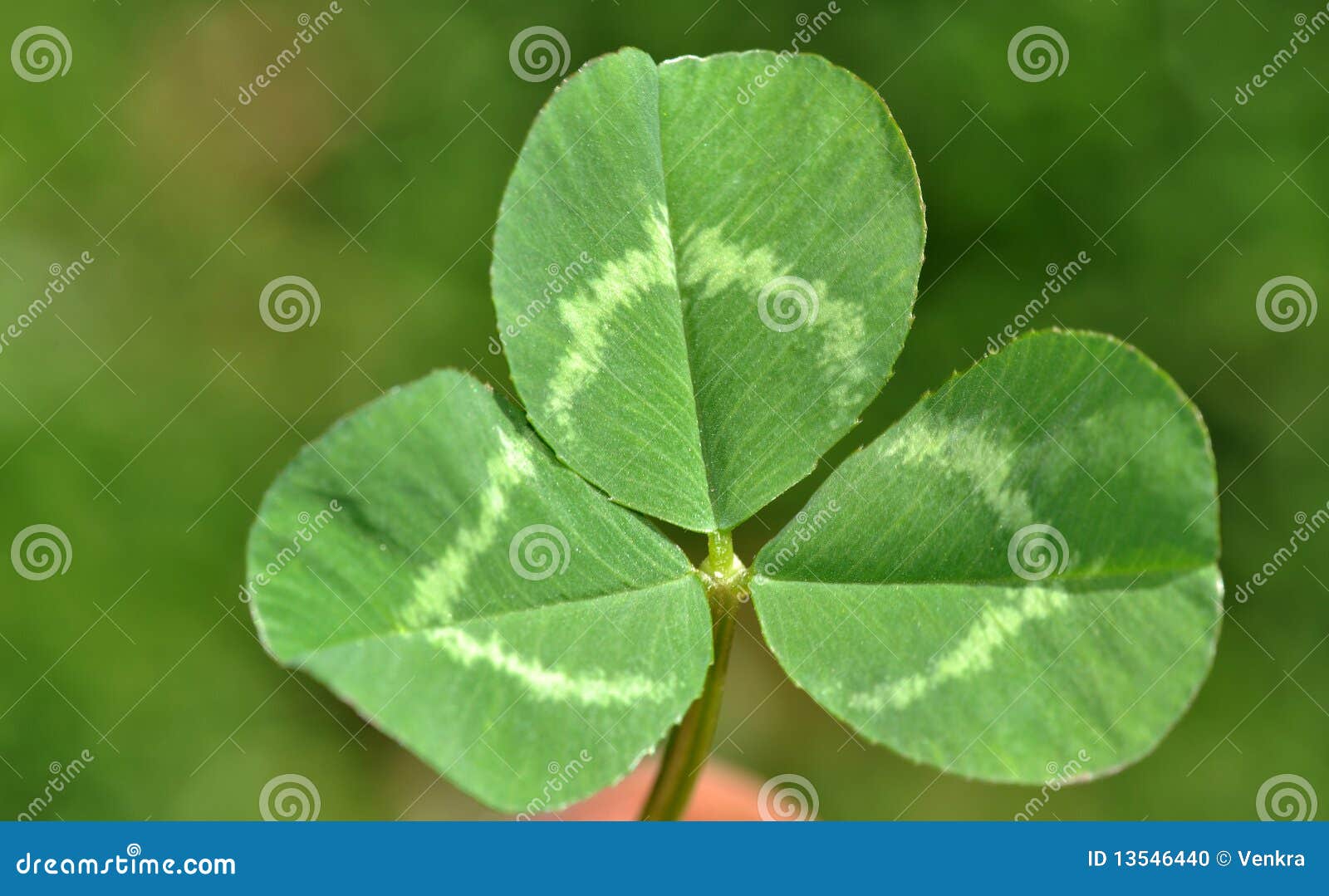 Clover leaf stock photo. Image of legume, botany, leaf 13546440