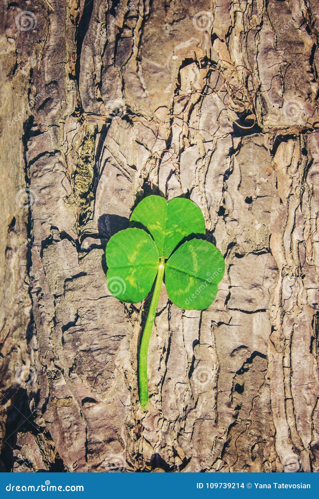 Download Clover Leaf. Happy St. Patrick`s Day. Stock Photo - Image ...