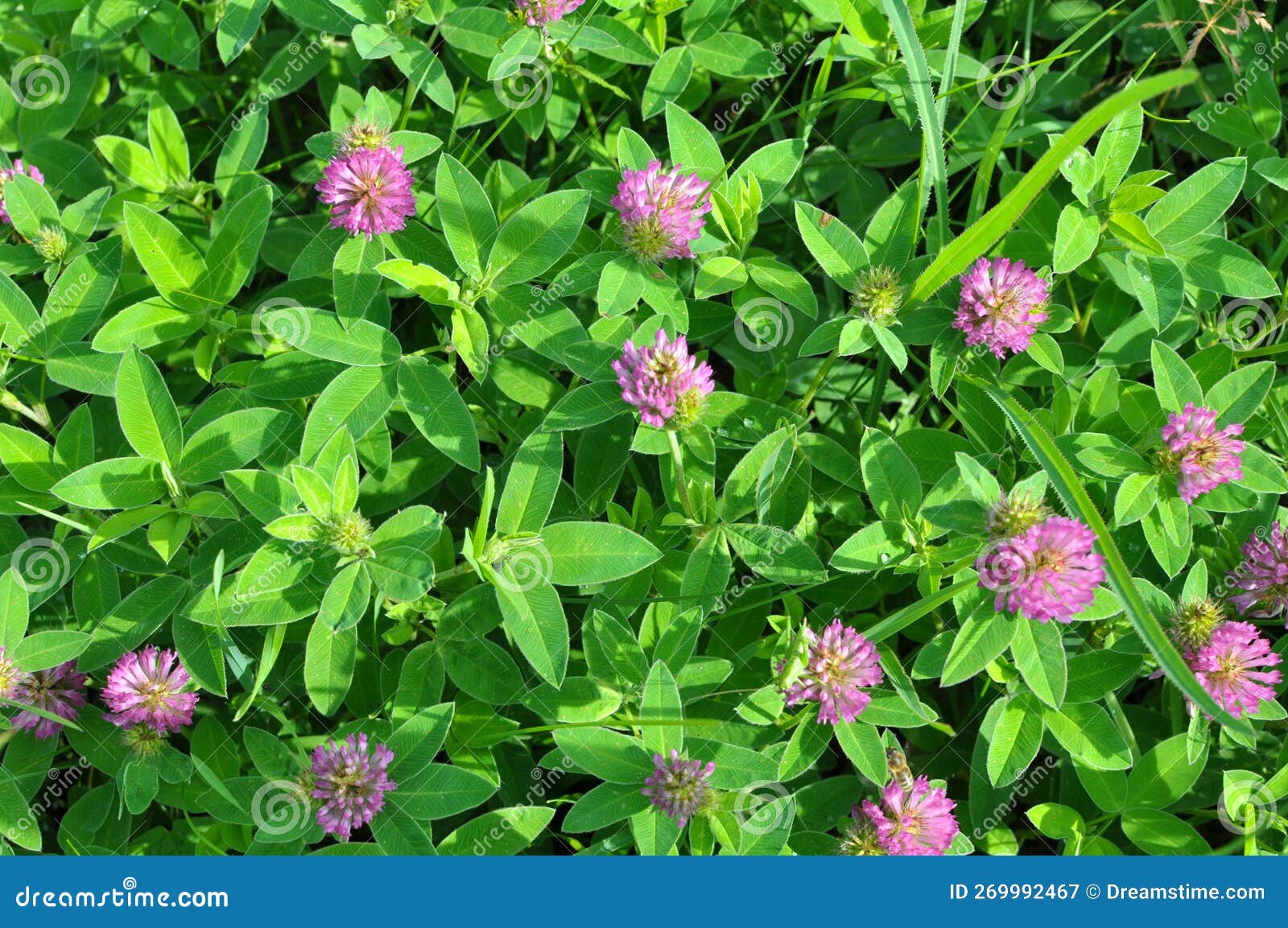 Clover Middle (Trifolium Medium) Blooms in a Meadow among Grasses Stock