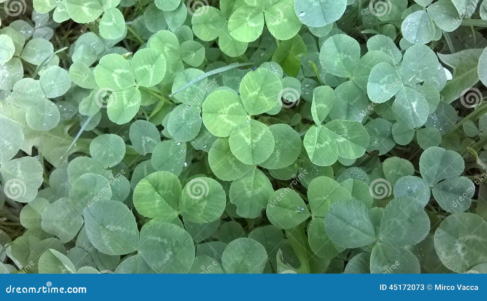Clover plants stock image. Image of nature, plants, group 45172073