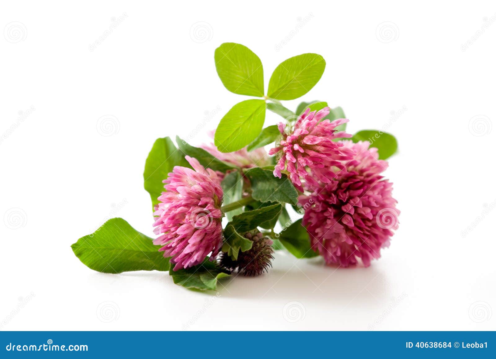 clover, red clover medicinal plant 