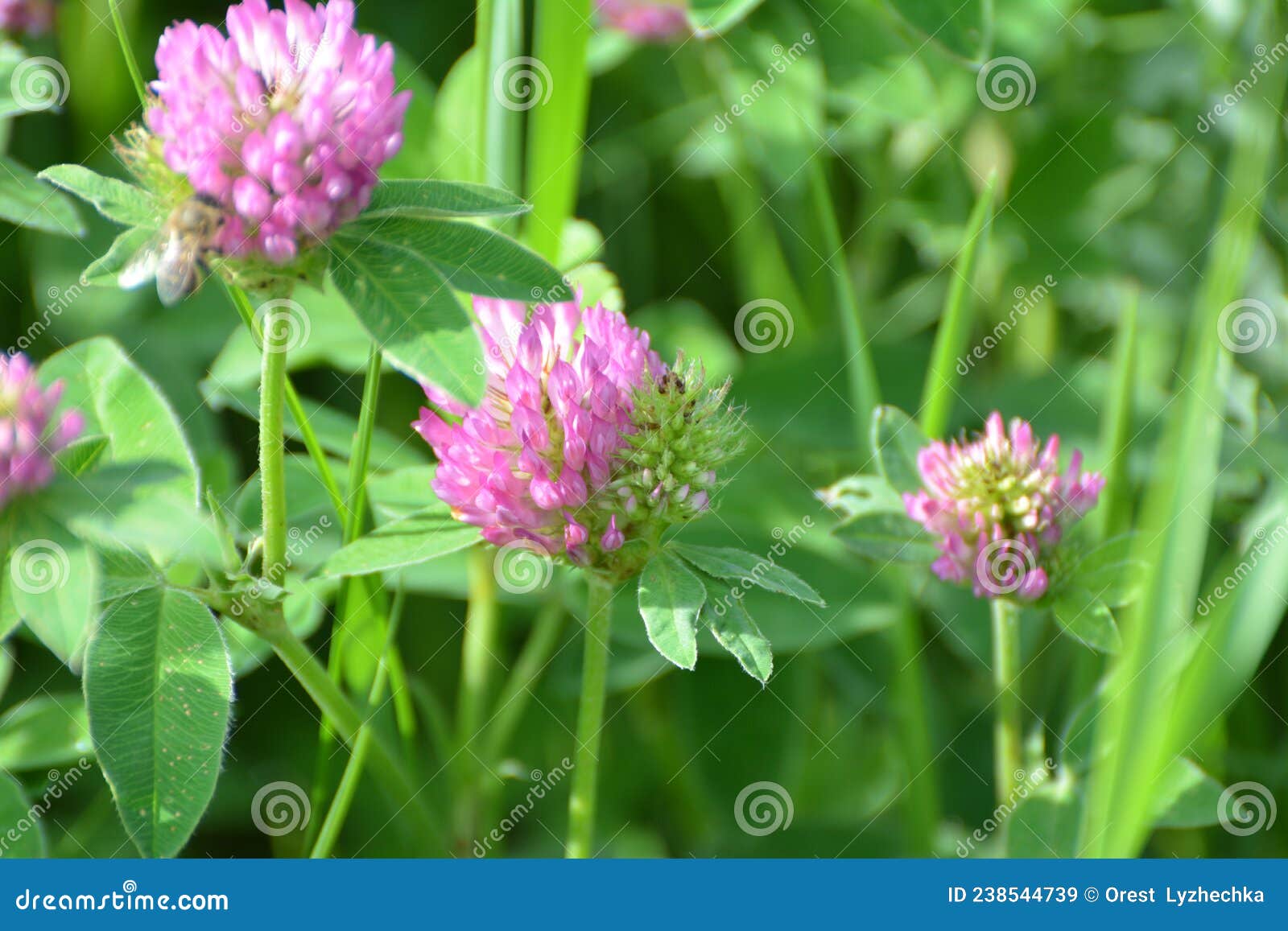 Clover Trifolium Medium Blooms in a Meadow among Grasses Stock Image
