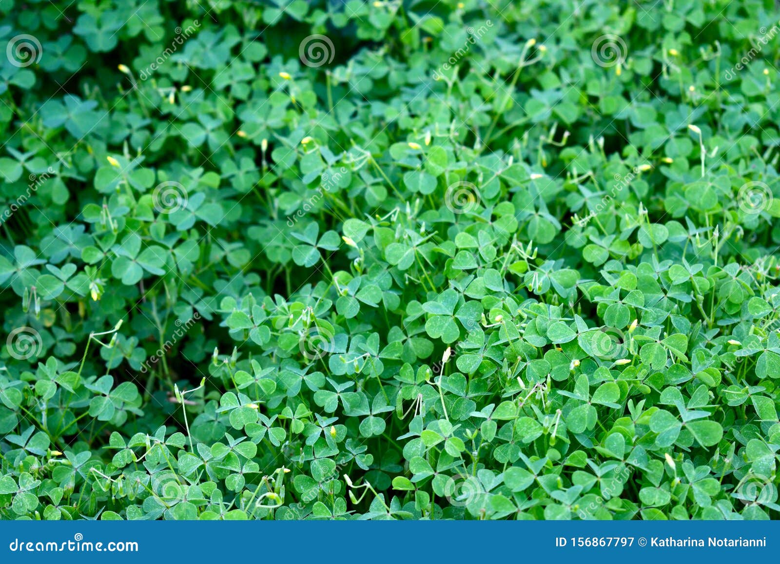 Ground Cover Oxalis Wood Sorrel Stock Image Image Of Plant Wood Ground Cover Oxalis Wood Sorrel Stock Image Image Of Plant Wood