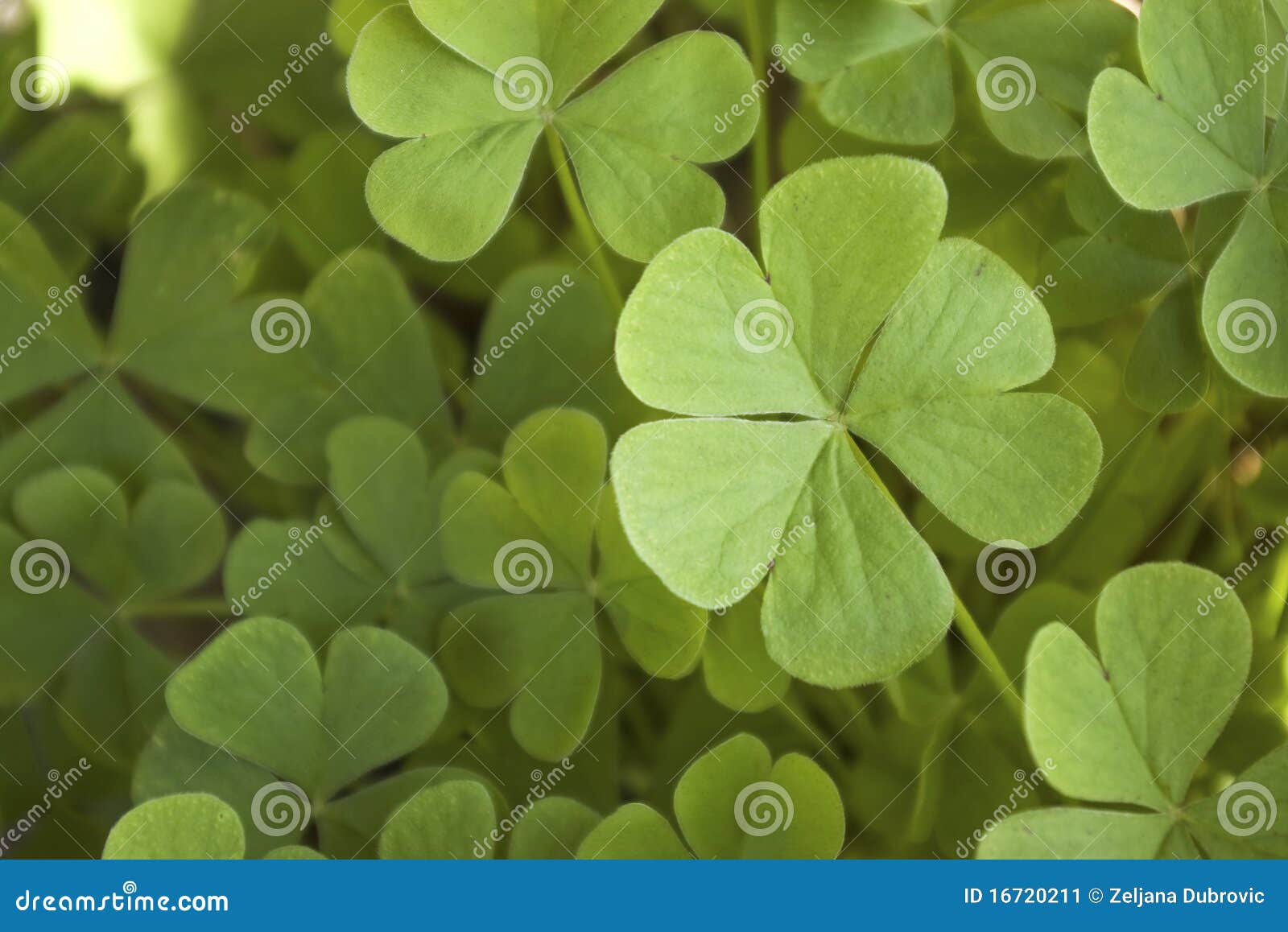 Clovers stock image. Image of nature, ireland, garden 16720211