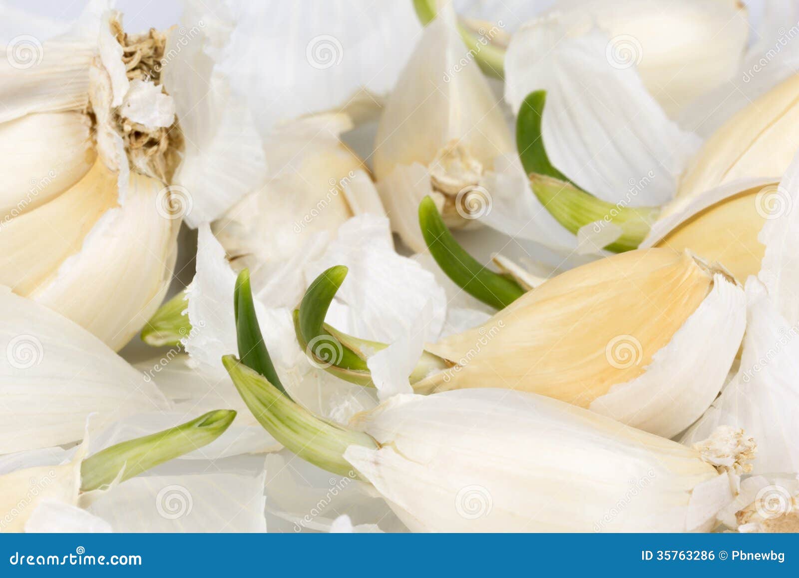 Cloves of Garlic with Green Sprouts Stock Photo Image of aromatic