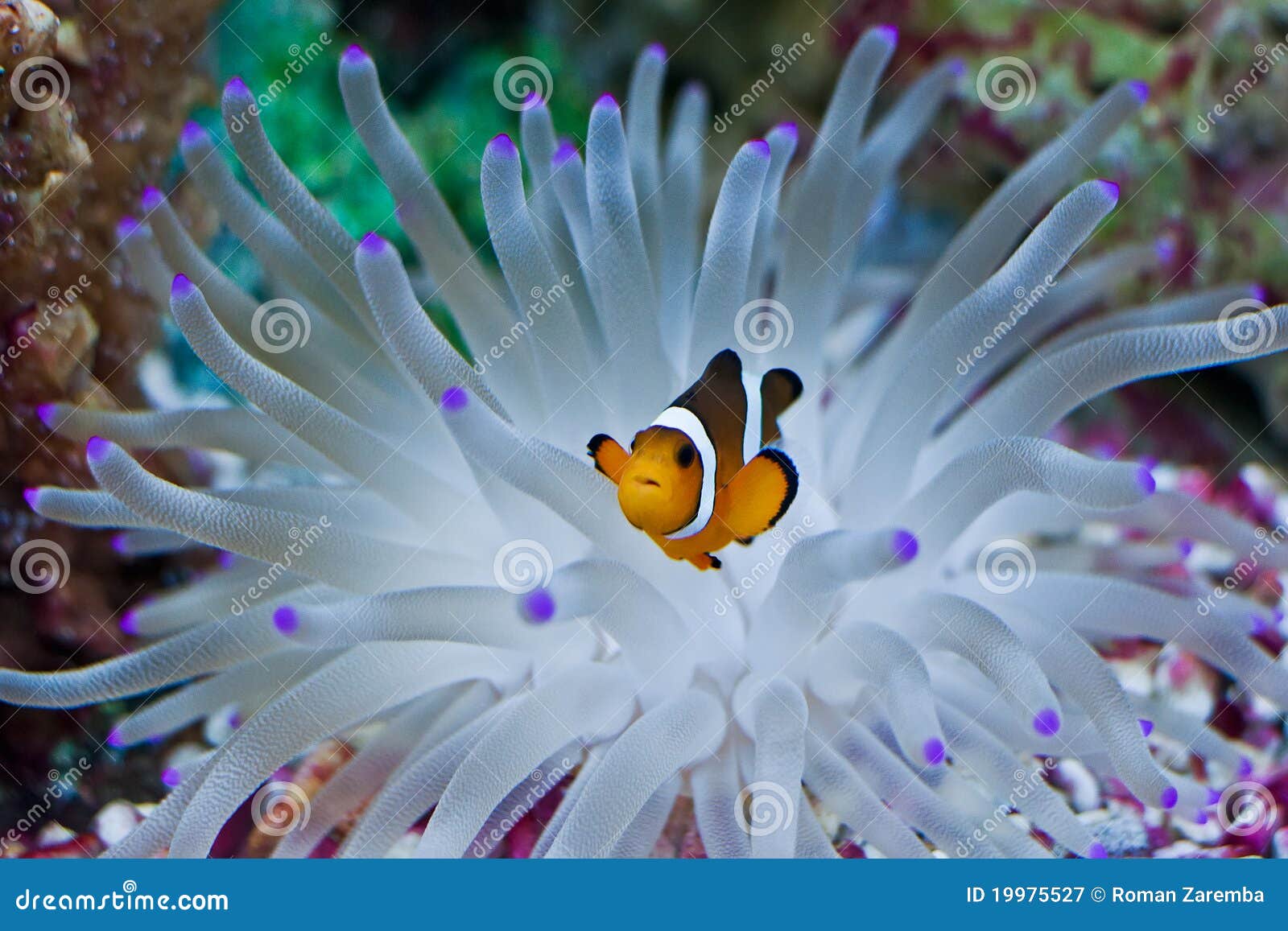 clown fish in the anemone