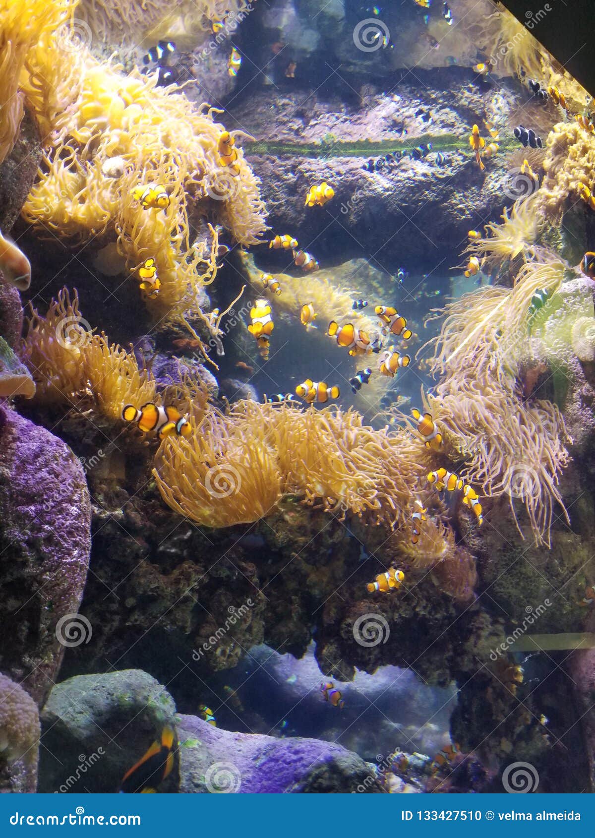 Clowing around. Clown fish in aquarium