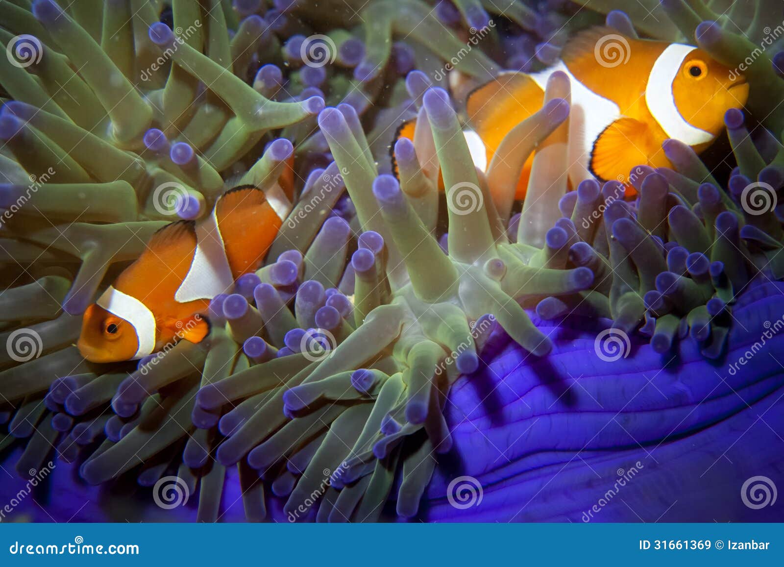 are there blue clown fish