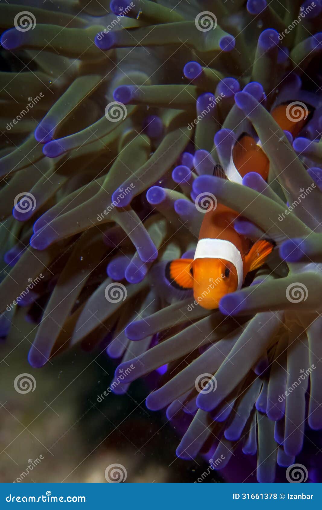 are there blue clown fish