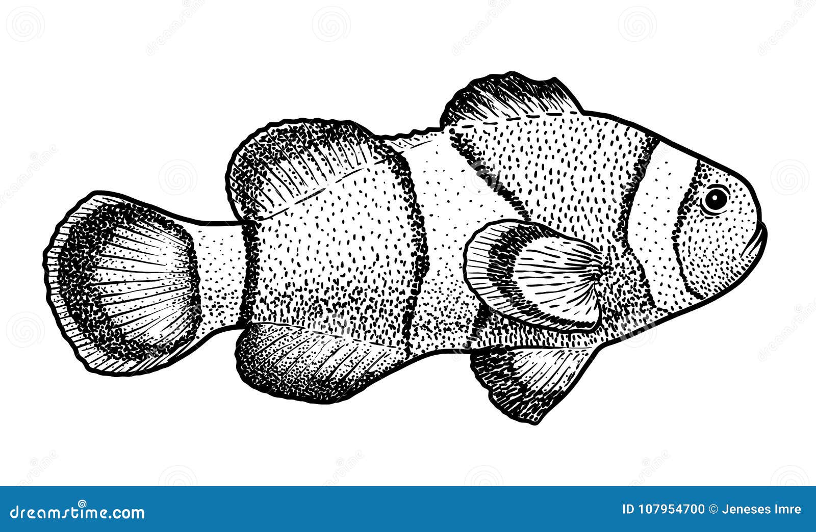 Clown Fish Illustration Drawing Engraving Ink Line Art Vector Stock Vector Illustration Of Anemone Etching Clown Fish Illustration Drawing Engraving Ink Line Art Vector Stock Vector Illustration Of Anemone Etching