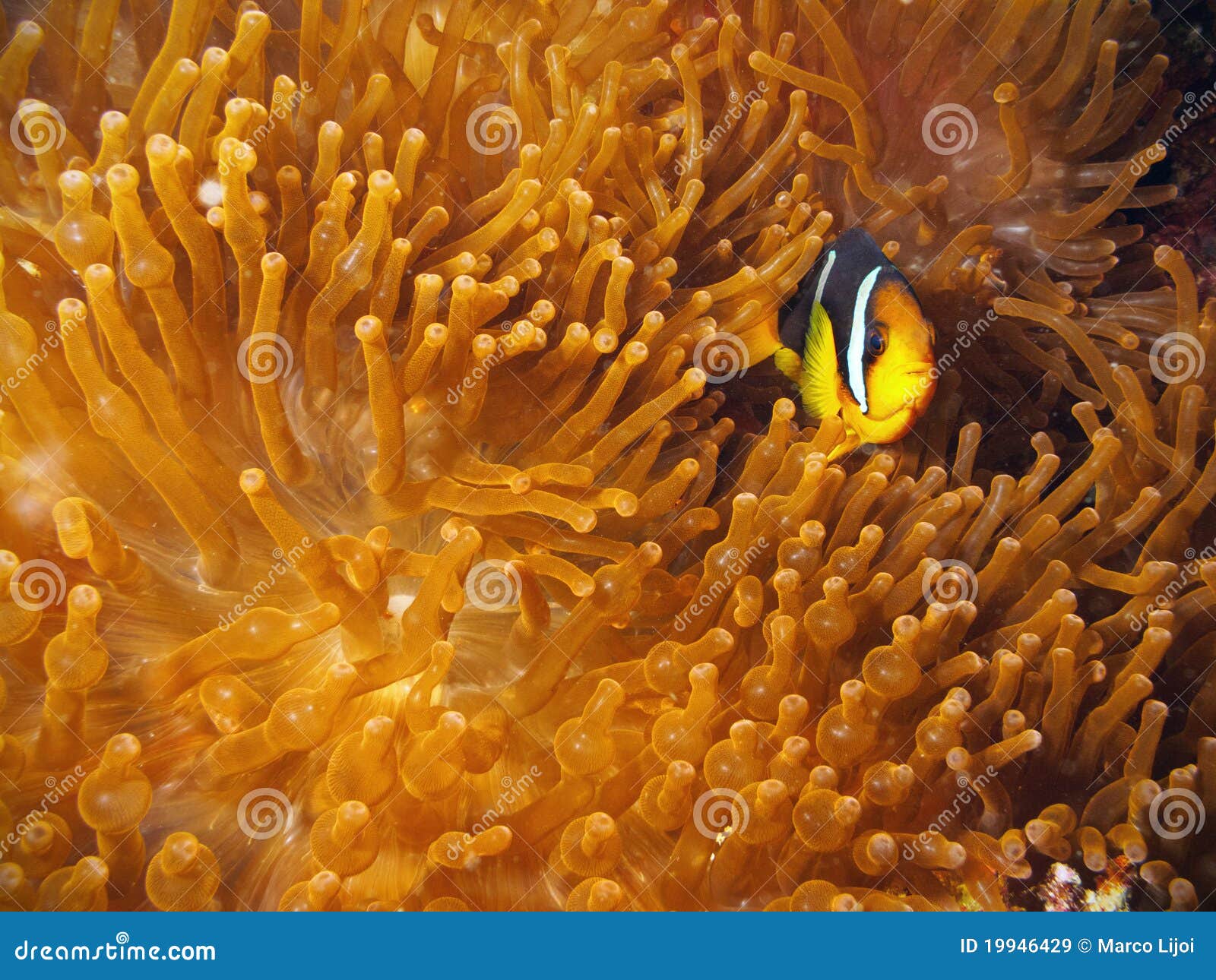 clown fish with red anemone