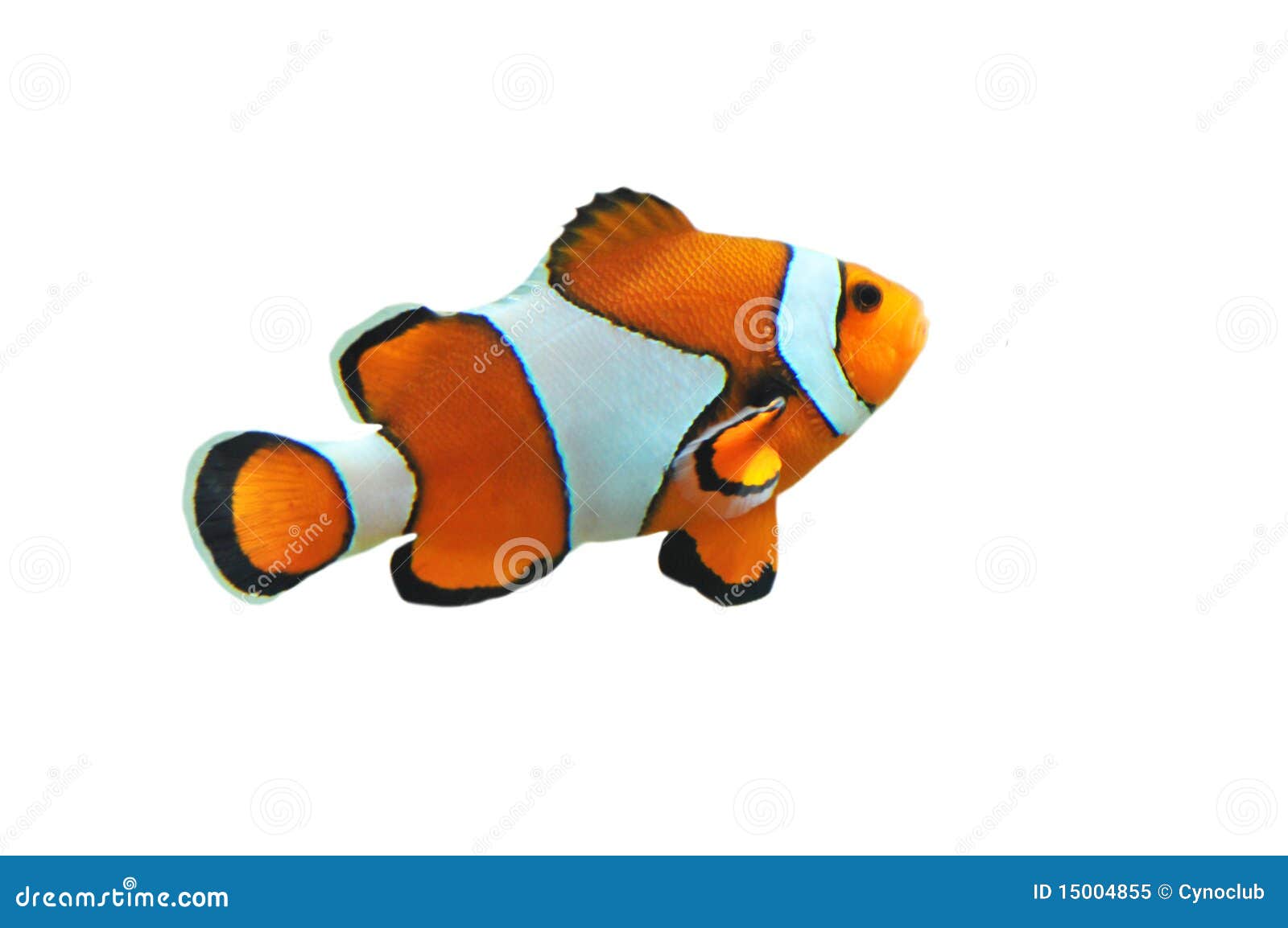 clipart poisson clown - photo #11