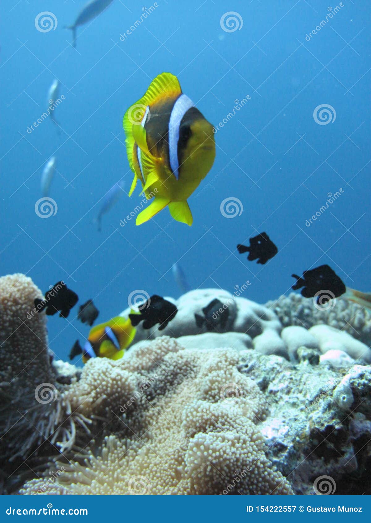 the clownfish amphiprioninae also called anemonefish, next to an sea anemone, in the red sea off the coast of yanbu, in saudi