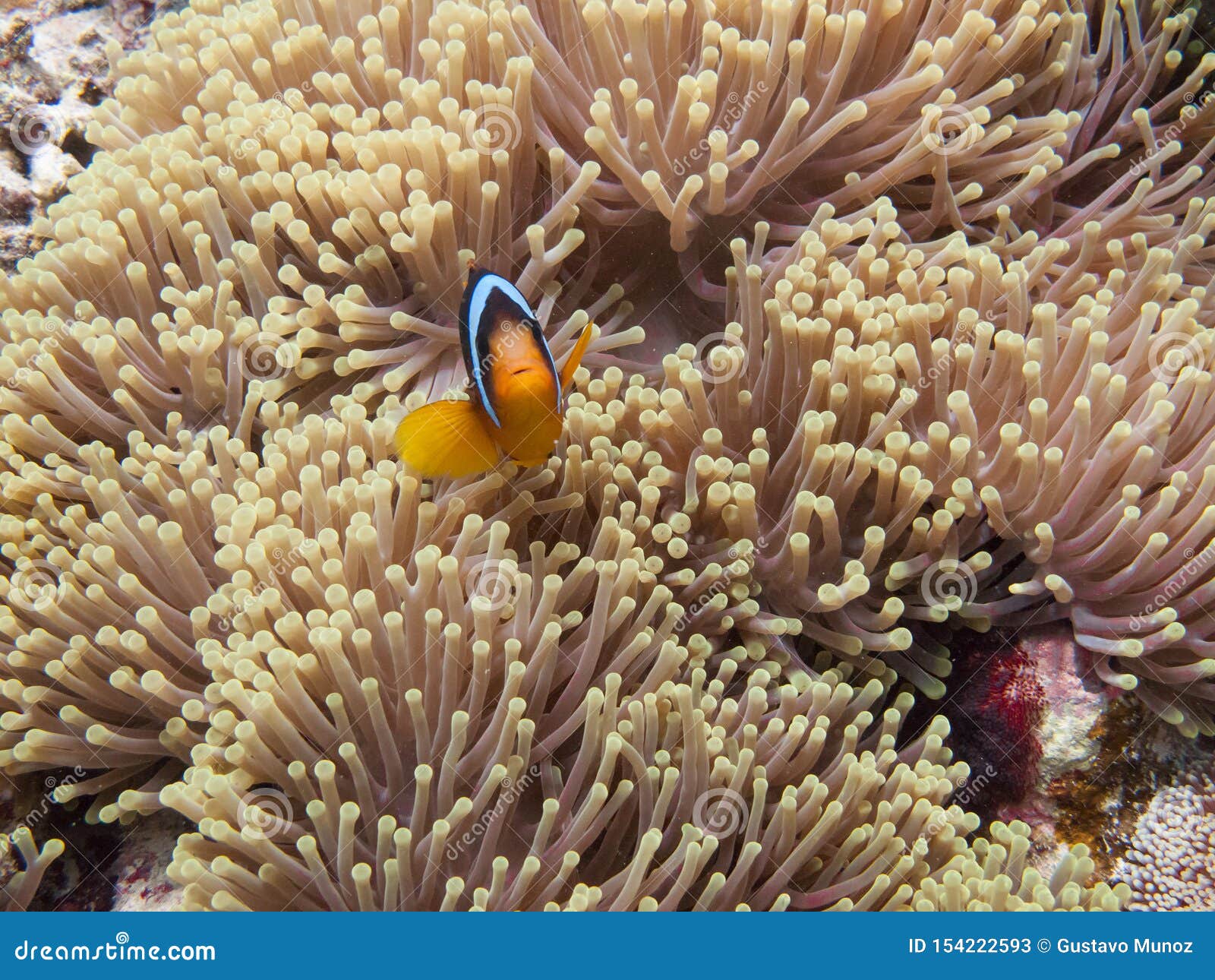 the clownfish amphiprioninae also called anemonefish, next to an sea anemone, in the red sea off the coast of yanbu, in saudi