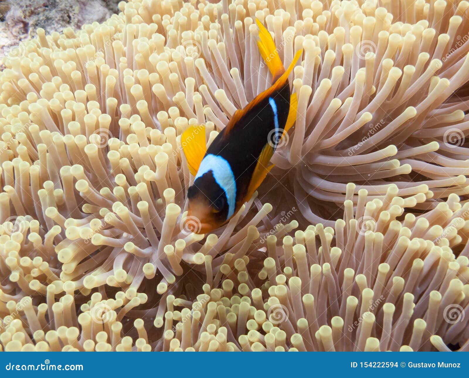 the clownfish amphiprioninae also called anemonefish, next to an sea anemone, in the red sea off the coast of yanbu, in saudi